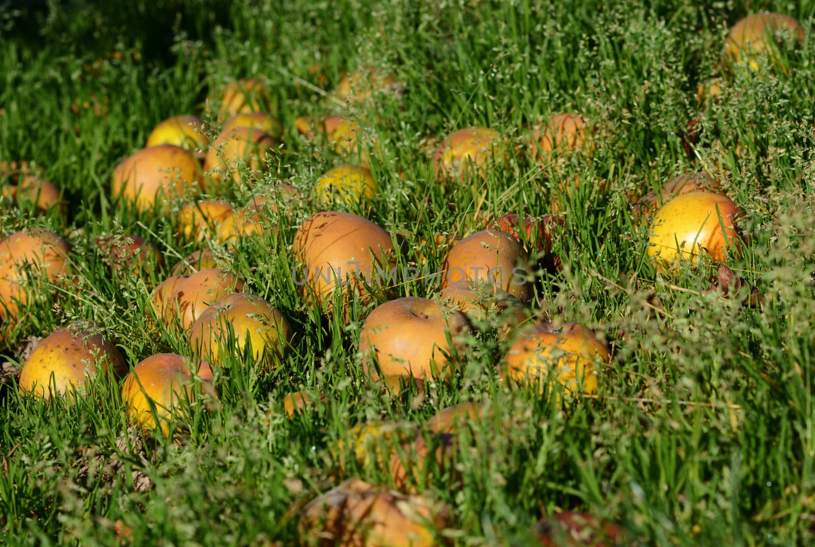Windfall apples lie abandoned in the grass of an orchard