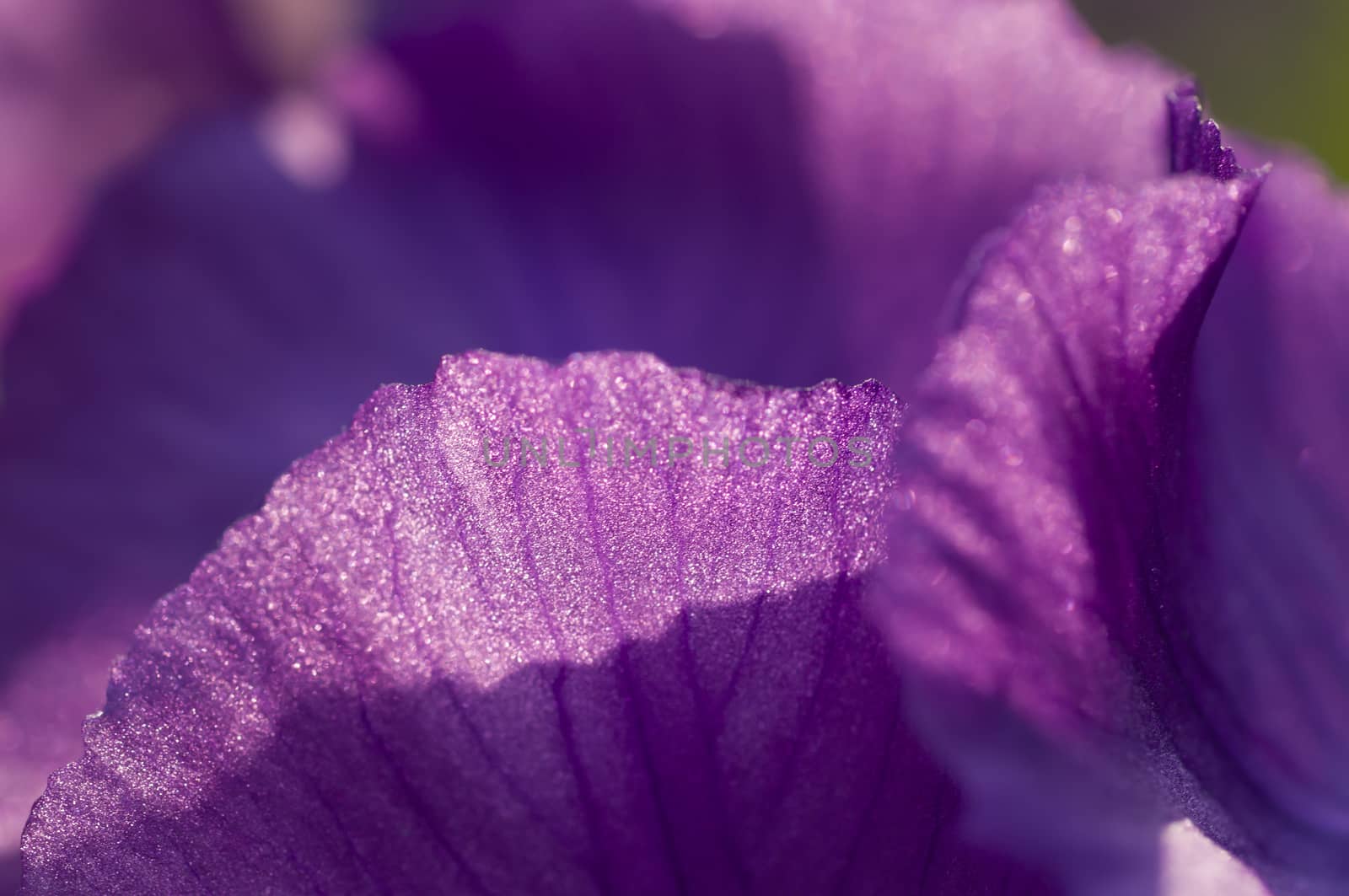 Close up of purple  iris flower with sun light from behind.