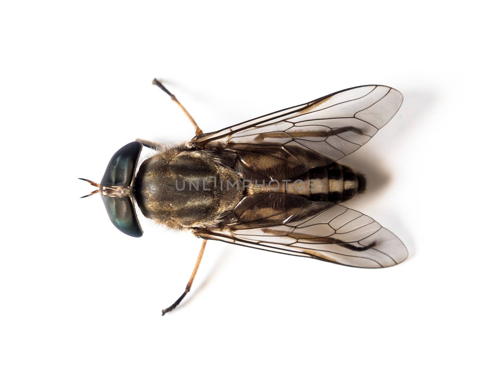 close up image of dead flies on white background