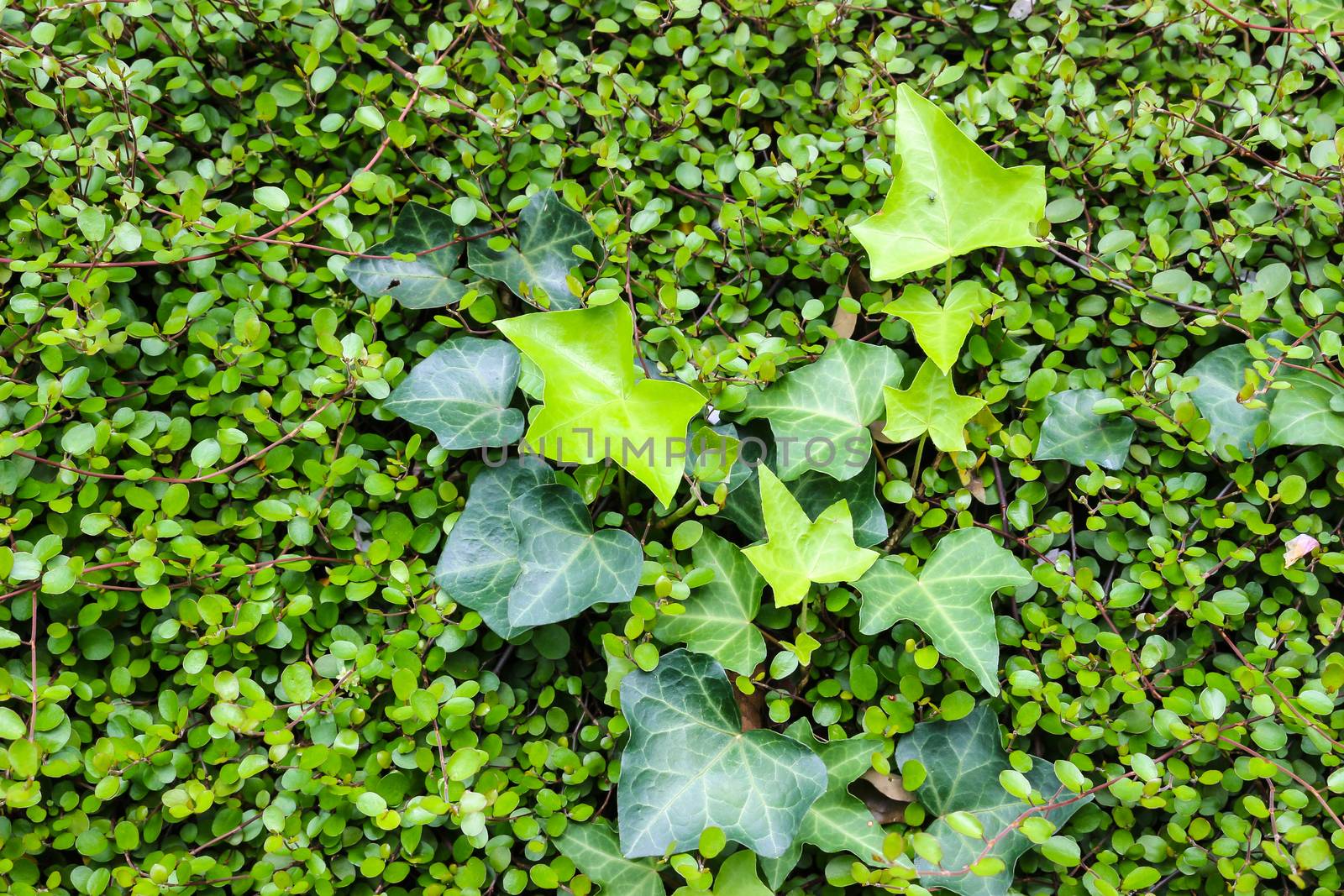 Green leaves wall use for background