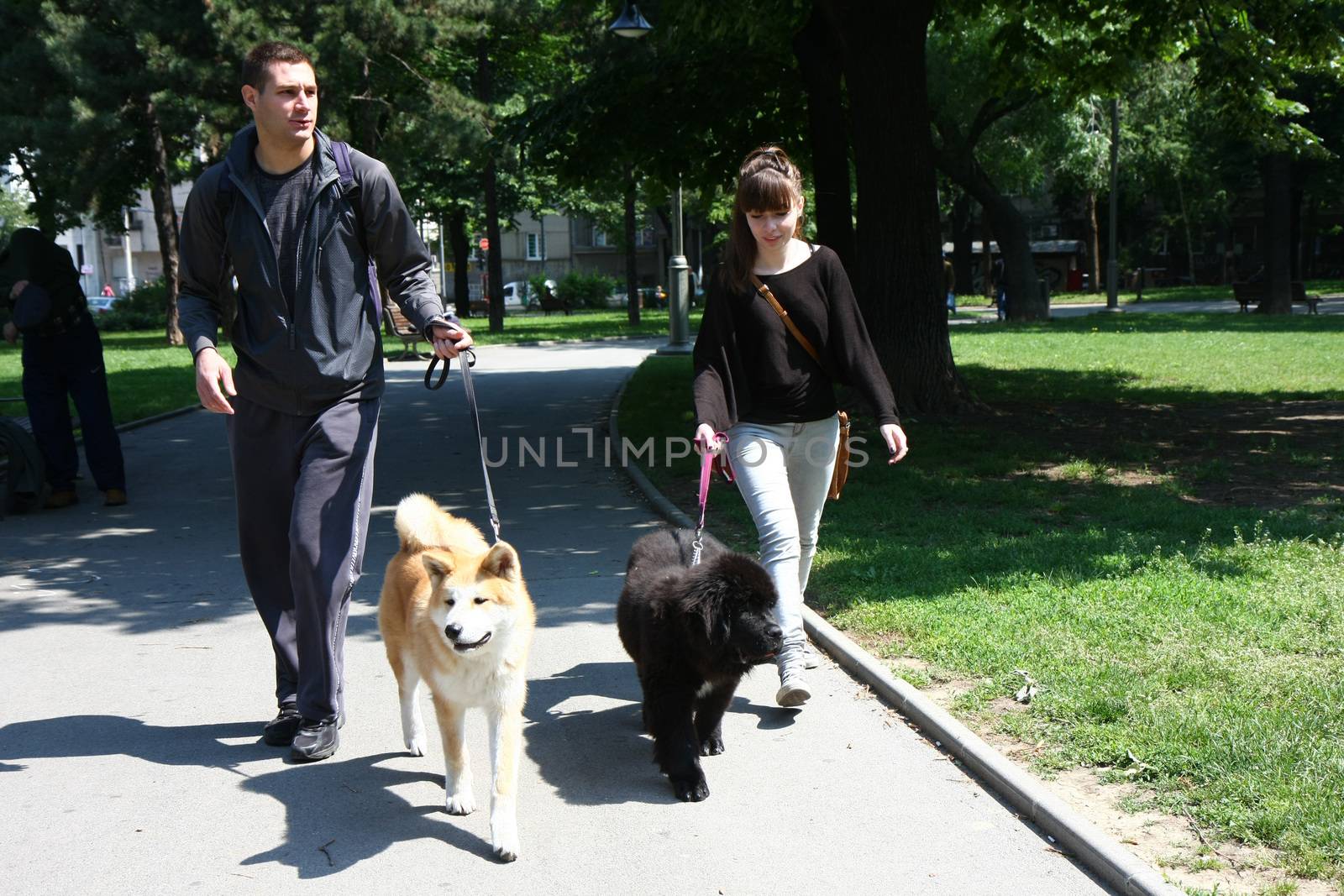 Young man and girl walking  puppies of Akita and Newfoundlander in public park