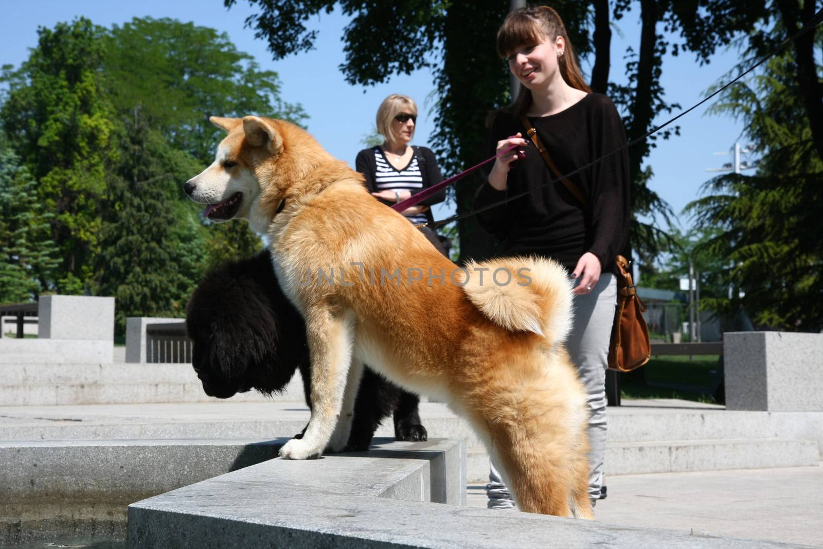 Akita Inu and  Newfoundlander puppies  posing  in public park