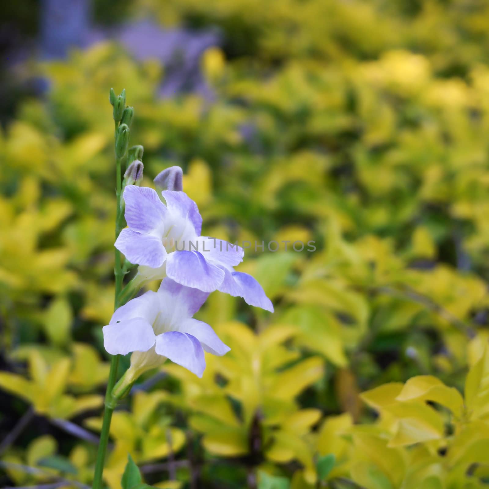 violet flower with green and yellow leaves bush