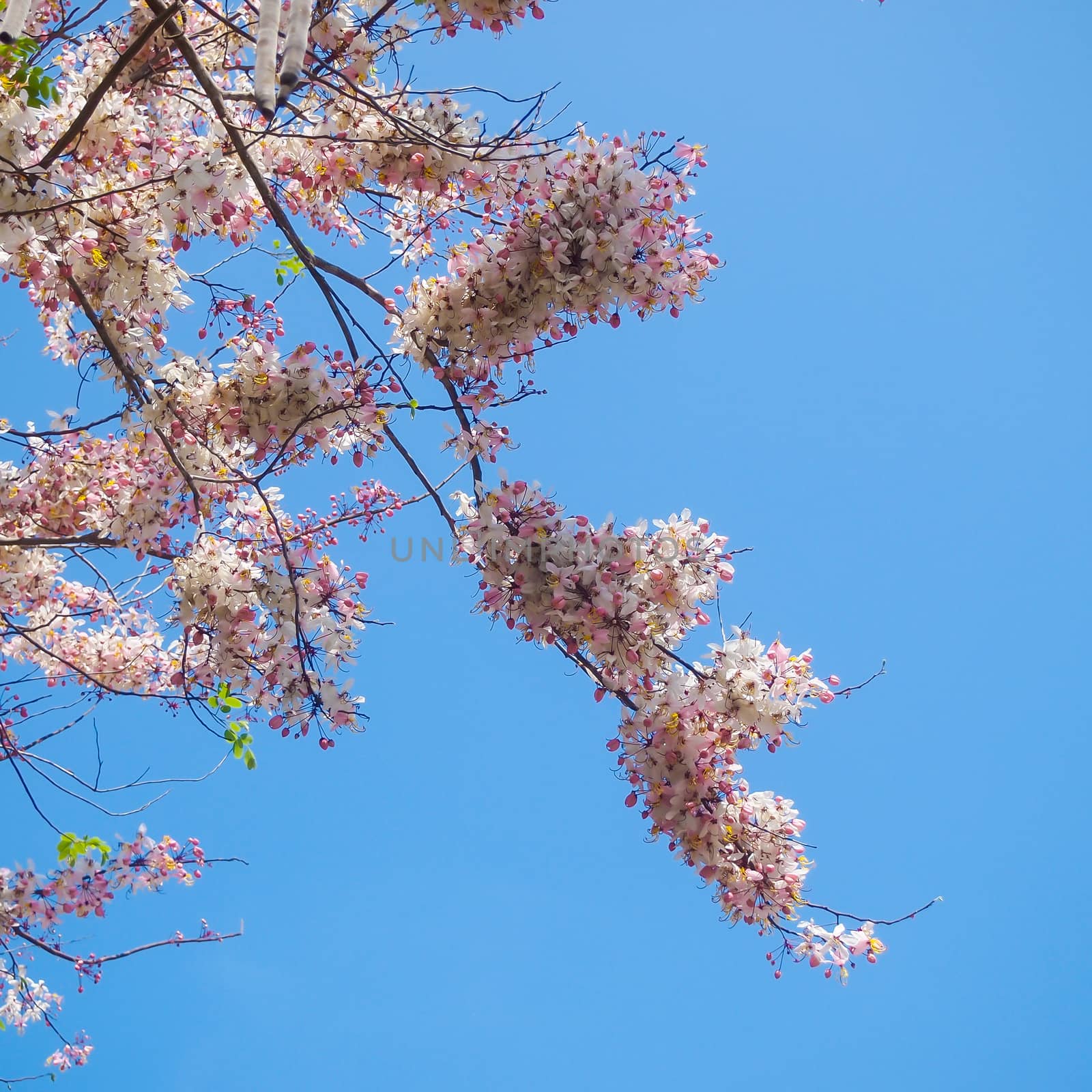 Wishing Tree, Pink Showe, Cassia Bakeriana Craib with blue sky