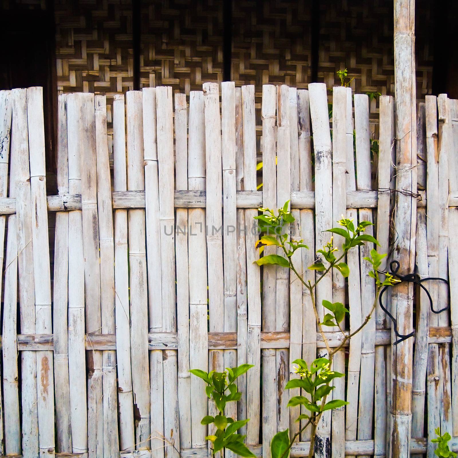 grungy old bamboo fence with tree , use as background