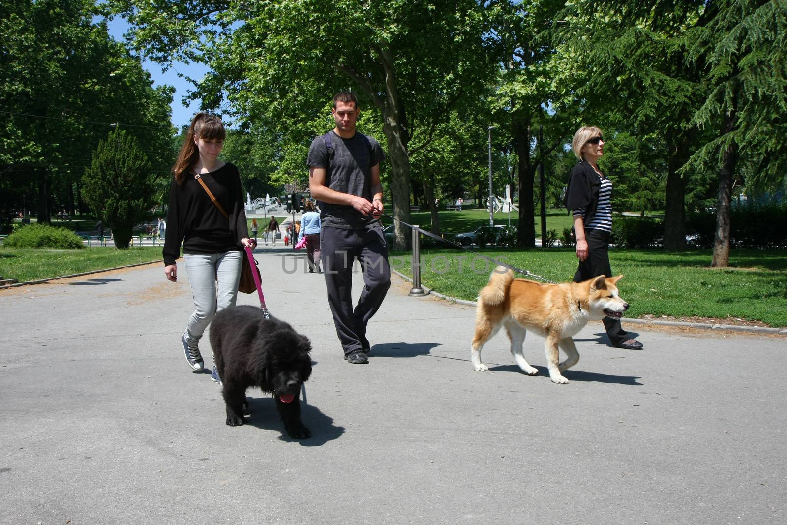 Young man, girl and lady walking  puppies of Akita and Newfoundlander in public park
