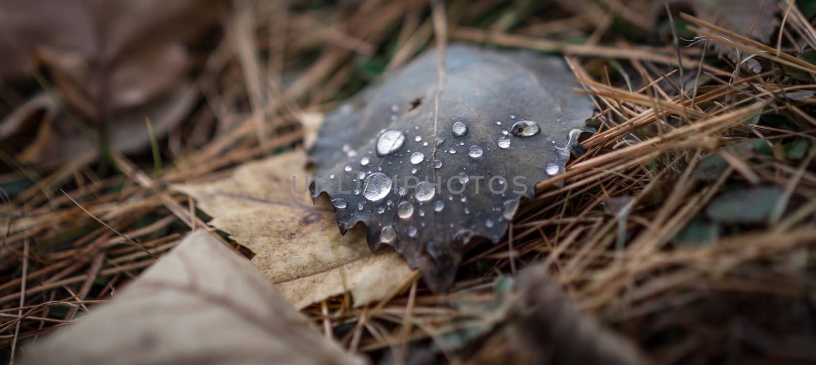 Drops of water on a fallen leaf in autumn. by valleyboi63