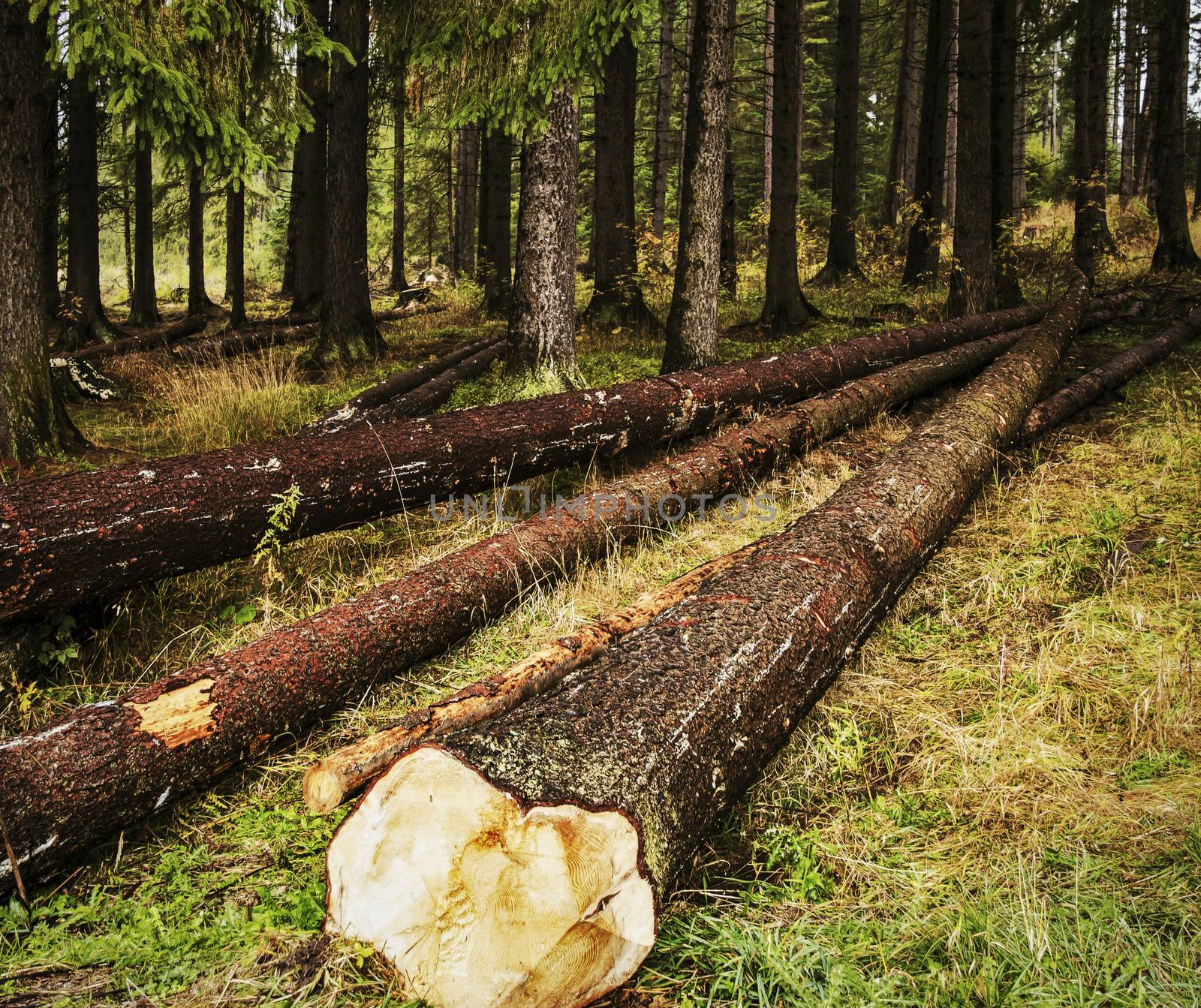 background nature scene cut down trees in the forest