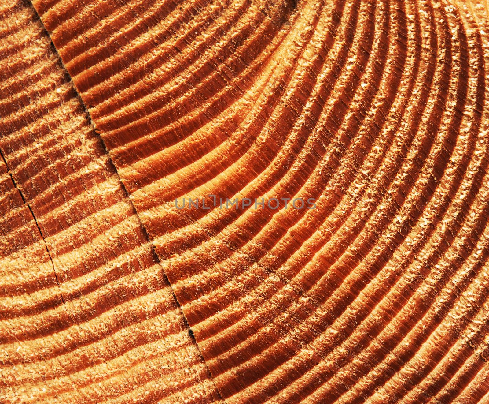 abstract background or texture detail to are cut spruce wood