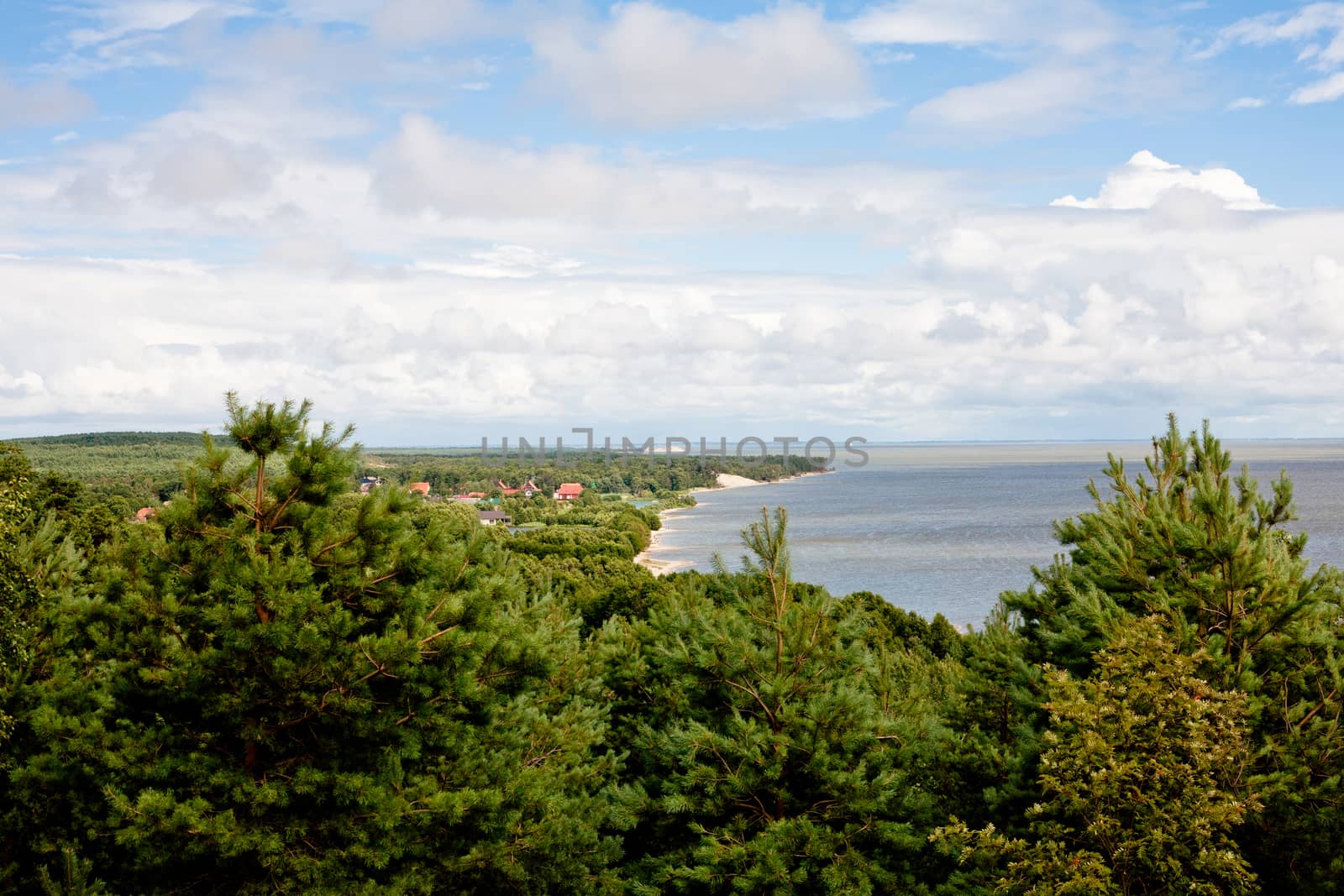 Forest and panorama of bay in summer day
