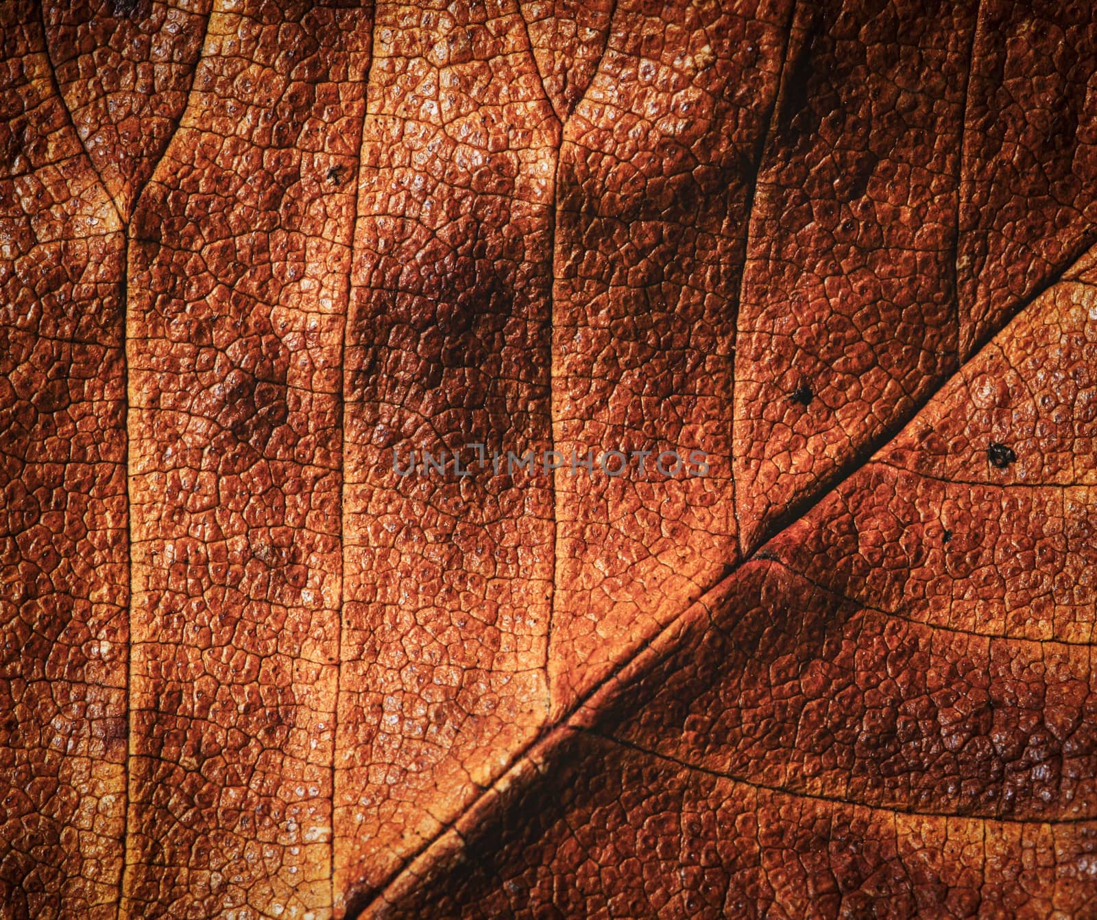 abstract background or texture detail brown autumn tree leaf
