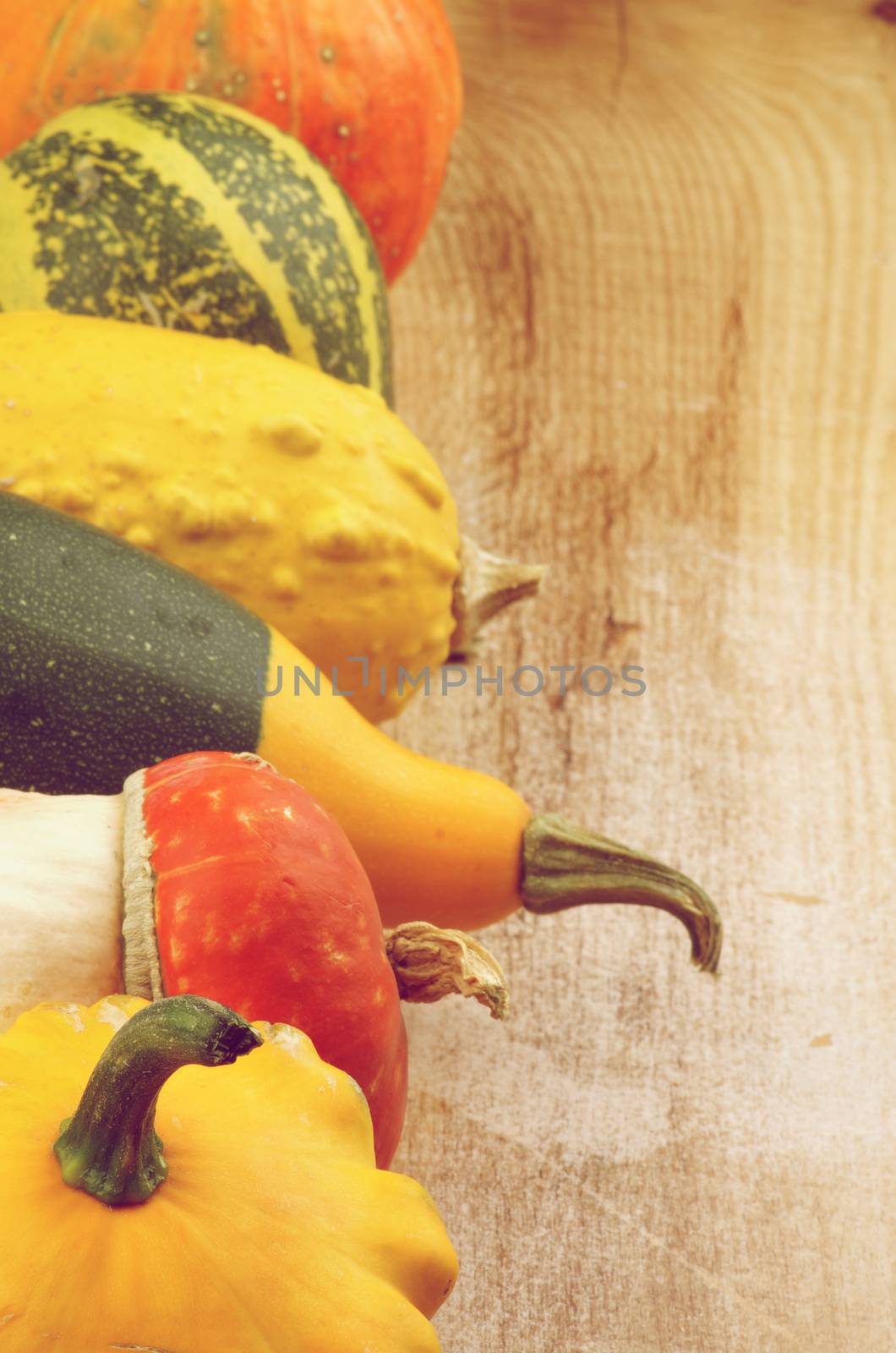 Frame of Various Miniature Pumpkin, Squash and Marrow closeup on Wooden background. Retro Styled