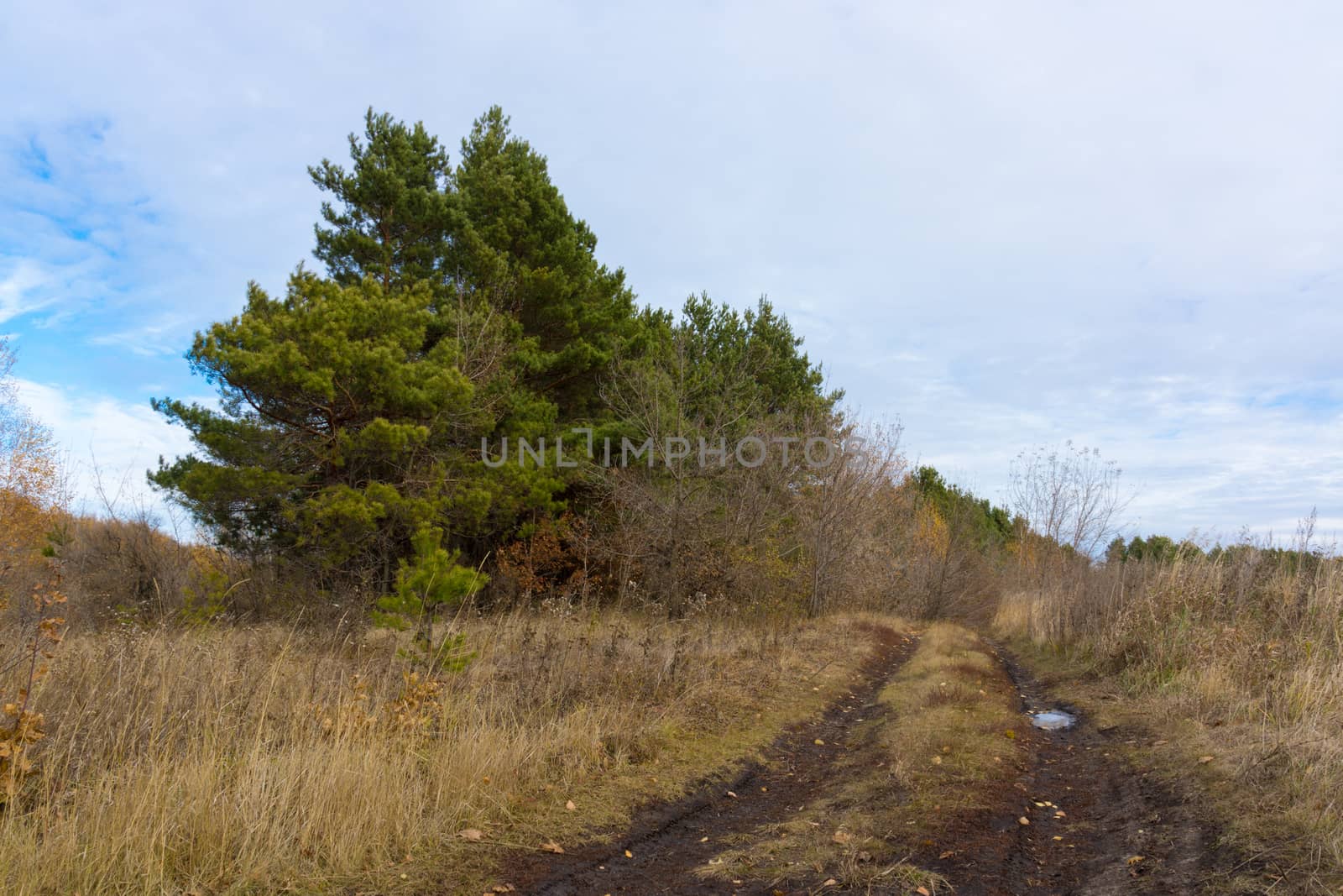 The photo shows a field, tree planting and road.