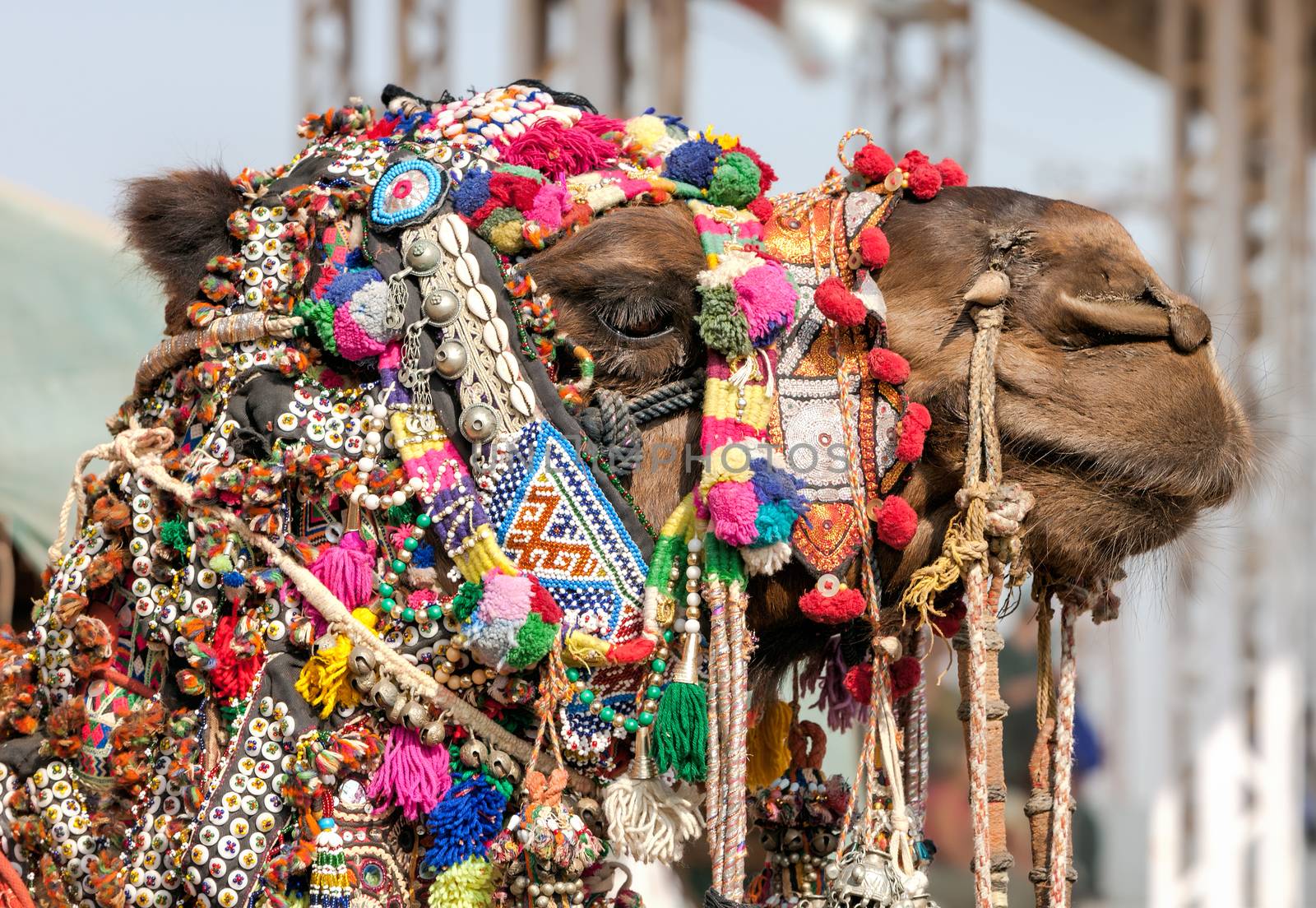 Decorated camel at the Pushkar fair. Rajasthan, India by vladimir_sklyarov