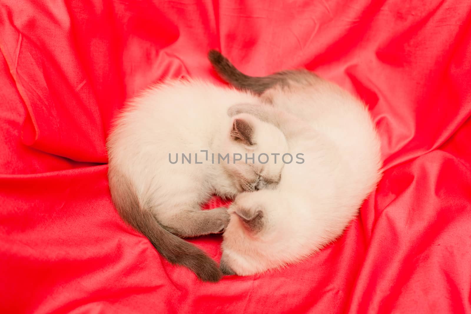 Two white and grey kittens on pink background
