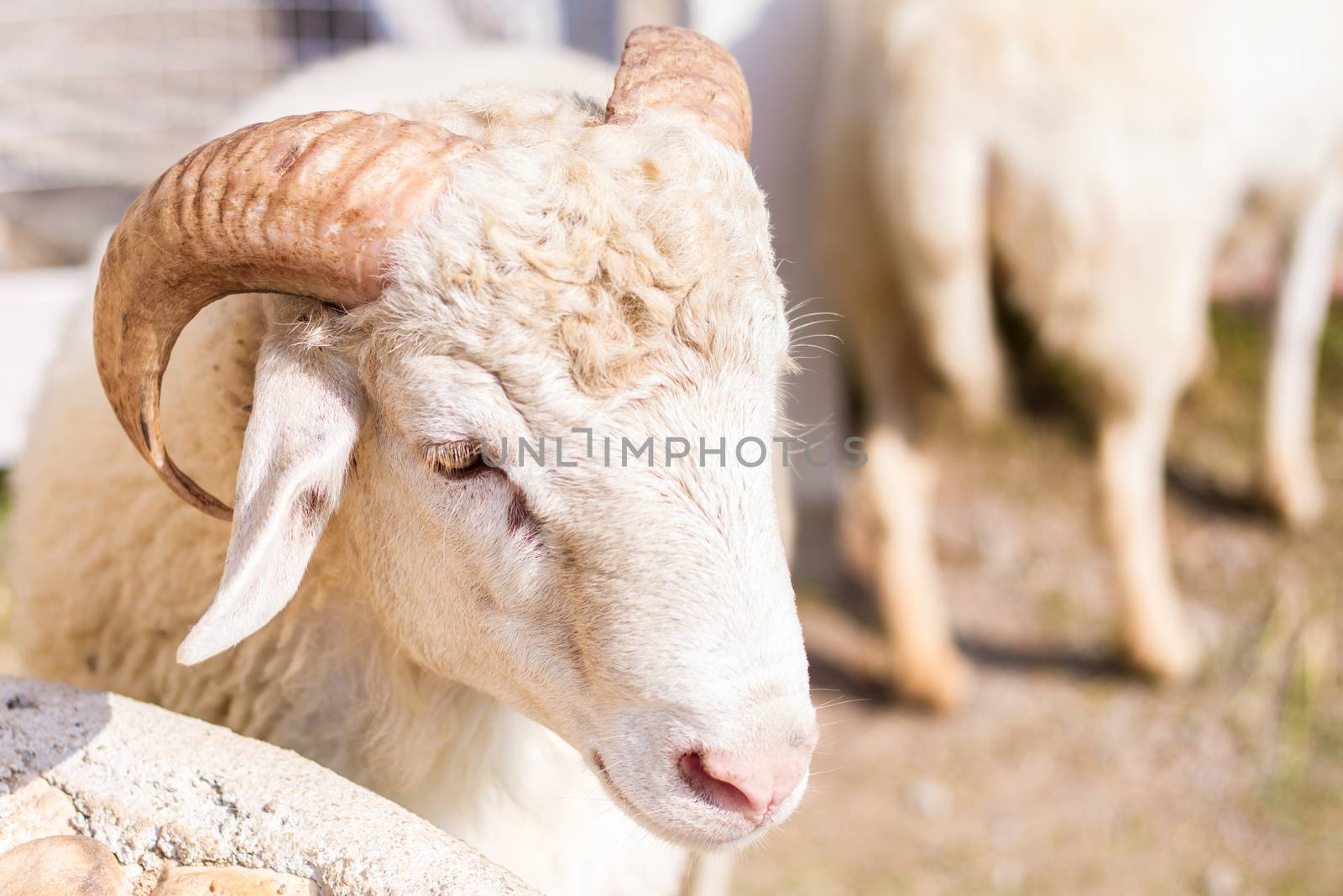 Goats and sheep in farm animals agriculture and nature by nopparats