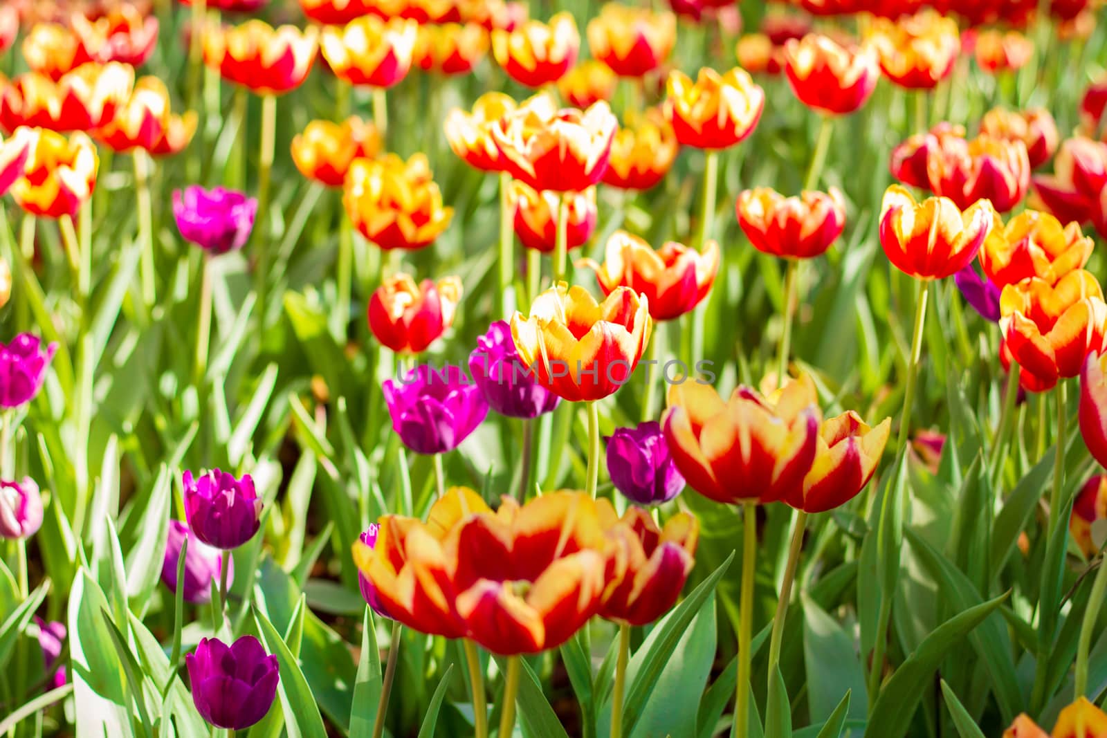 The tulip is a perennial, bulbous plant with showy flowers in the genus Tulipa, of which up to 109 species