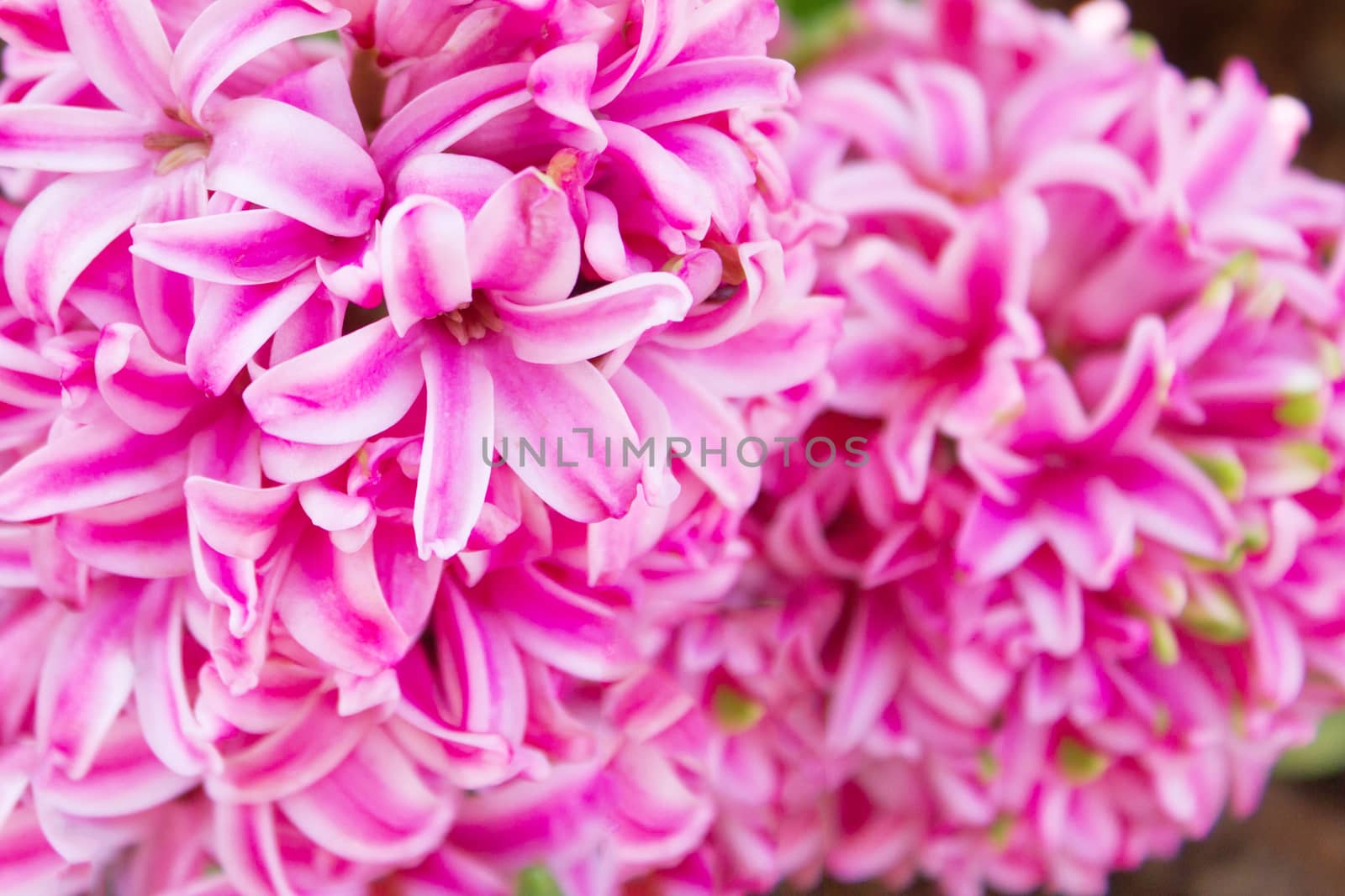 Close up Beautiful Pink Pearl Regular Hyacinth