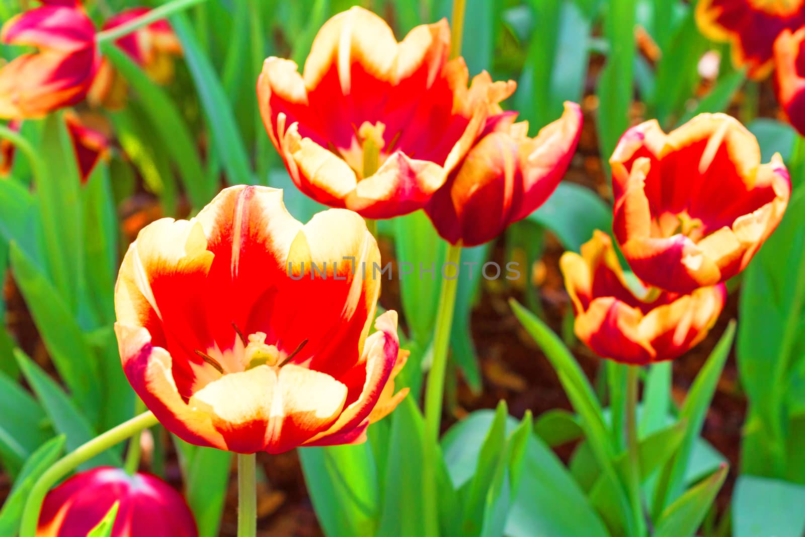 The tulip is a perennial, bulbous plant with showy flowers in the genus Tulipa, of which up to 109 species