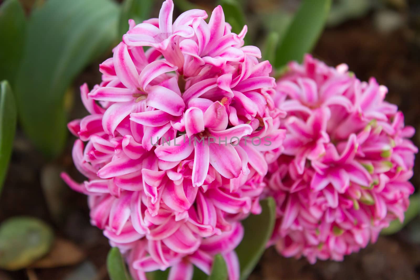 Close up Beautiful Pink Pearl Regular Hyacinth