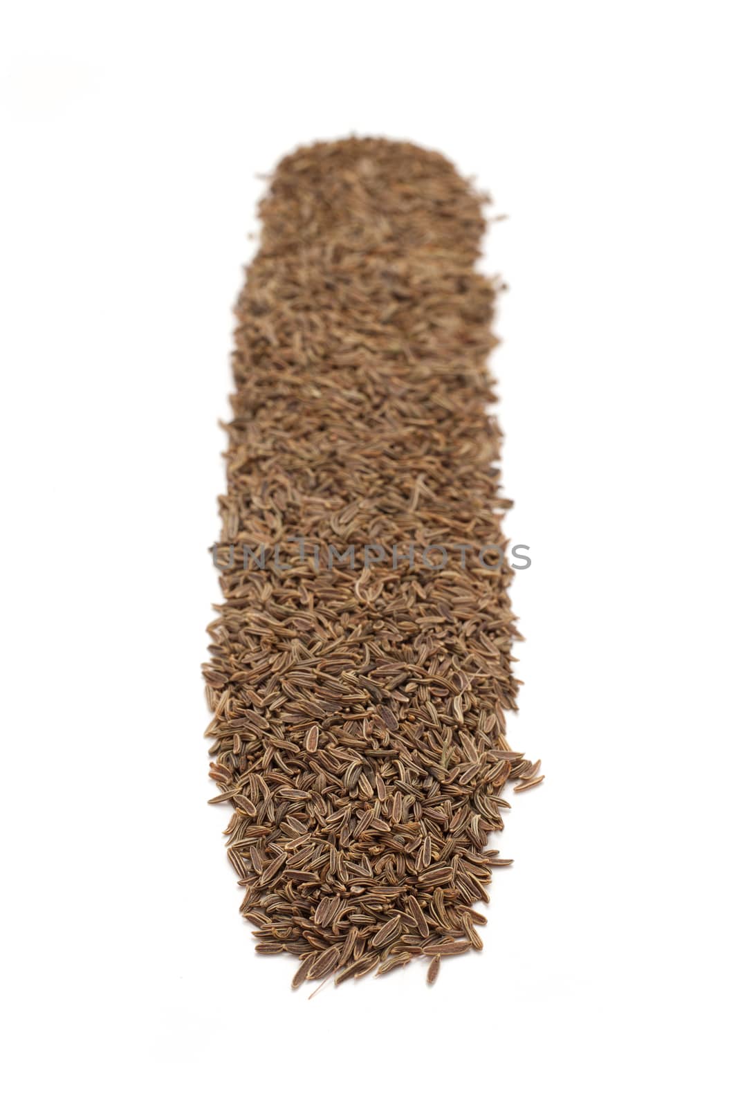 Row of Organic Caraway (Carum carvi) isolated on white background.