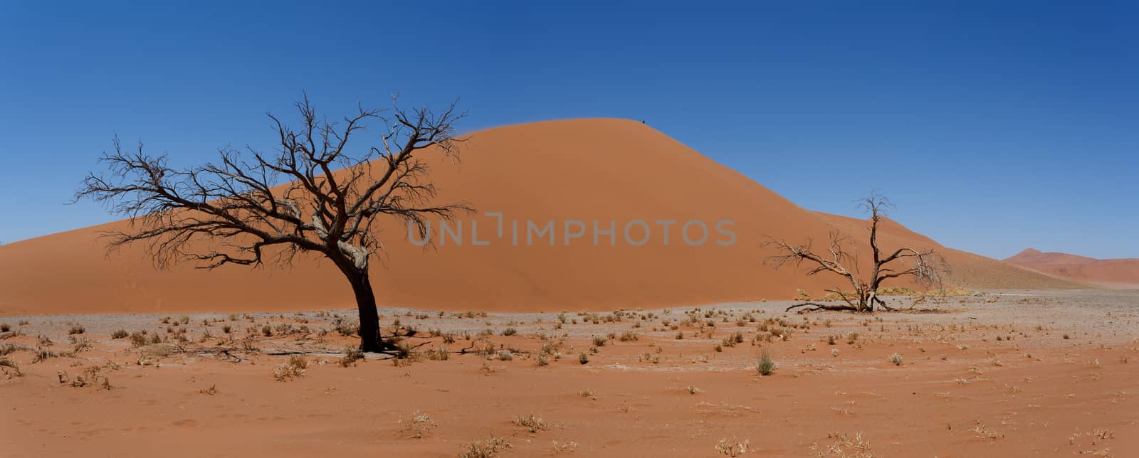 Dune 45 in sossusvlei Namibia with dead tree, best of Namibia landscape, Dune 45 is the biggest dune in the world
