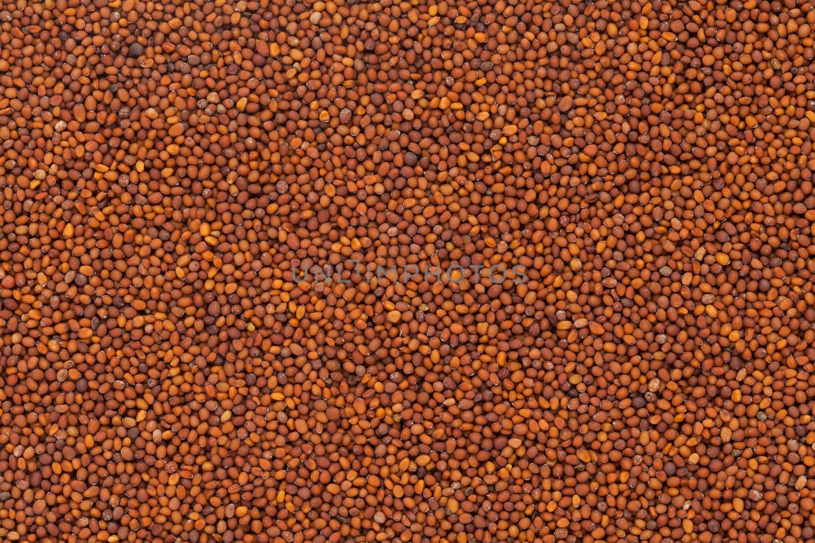 Organic Small Brown Mustard Seeds (Brassica juncea) closeup background texture.
