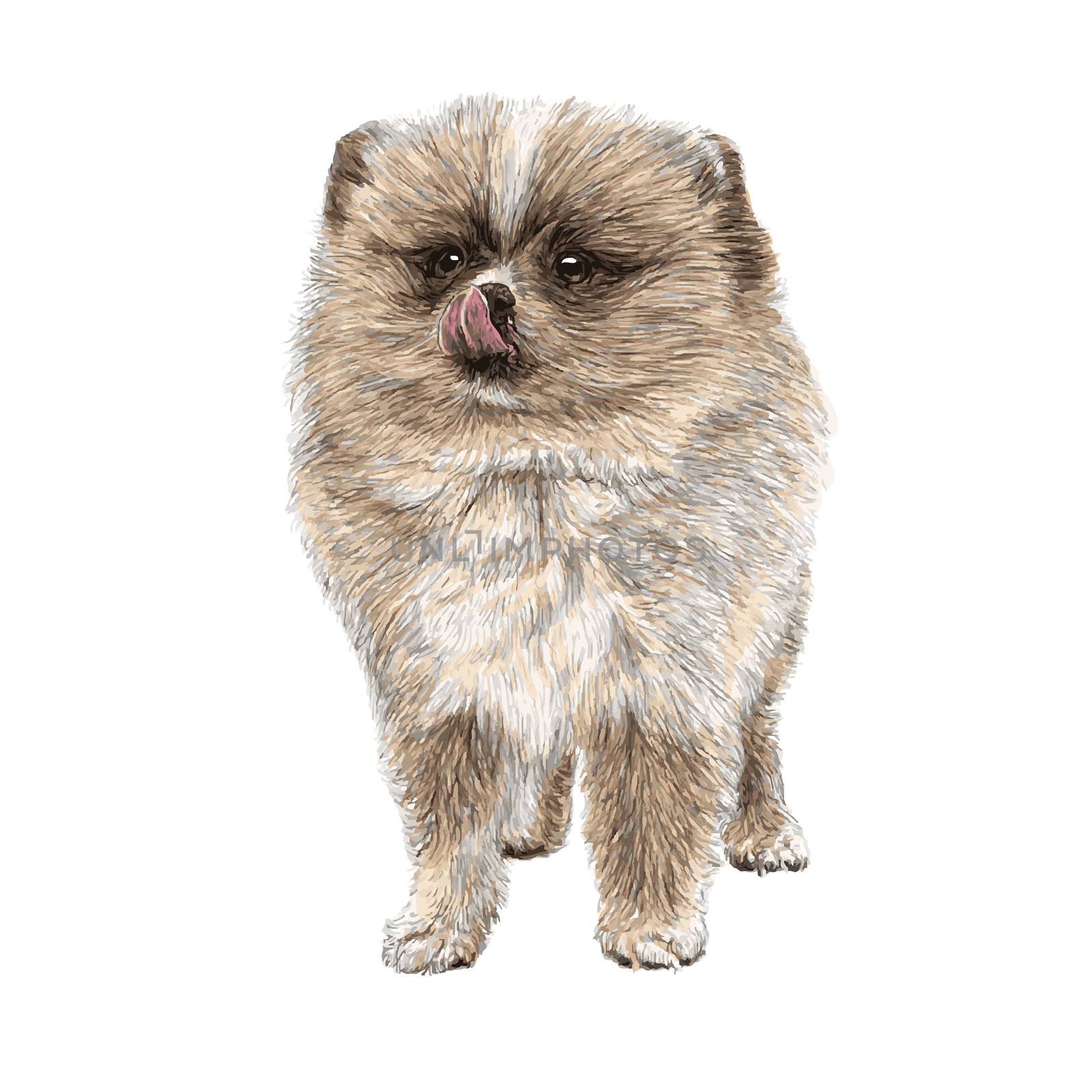 Image of Pomeranian hand drawn vector