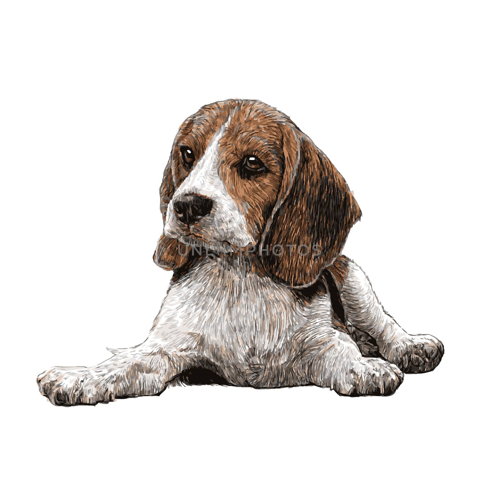 Image of beagle hand drawn vector