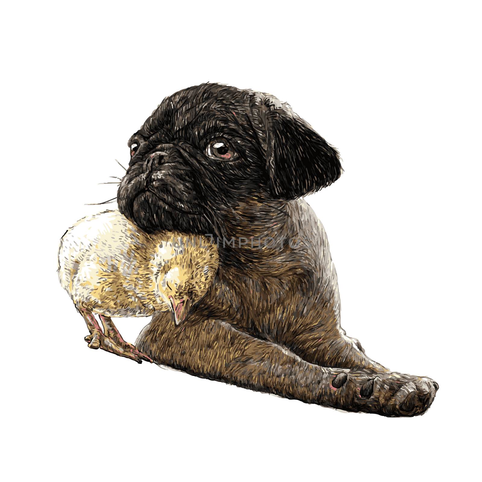 Image of Pug dog ang a chick hand drawn vector