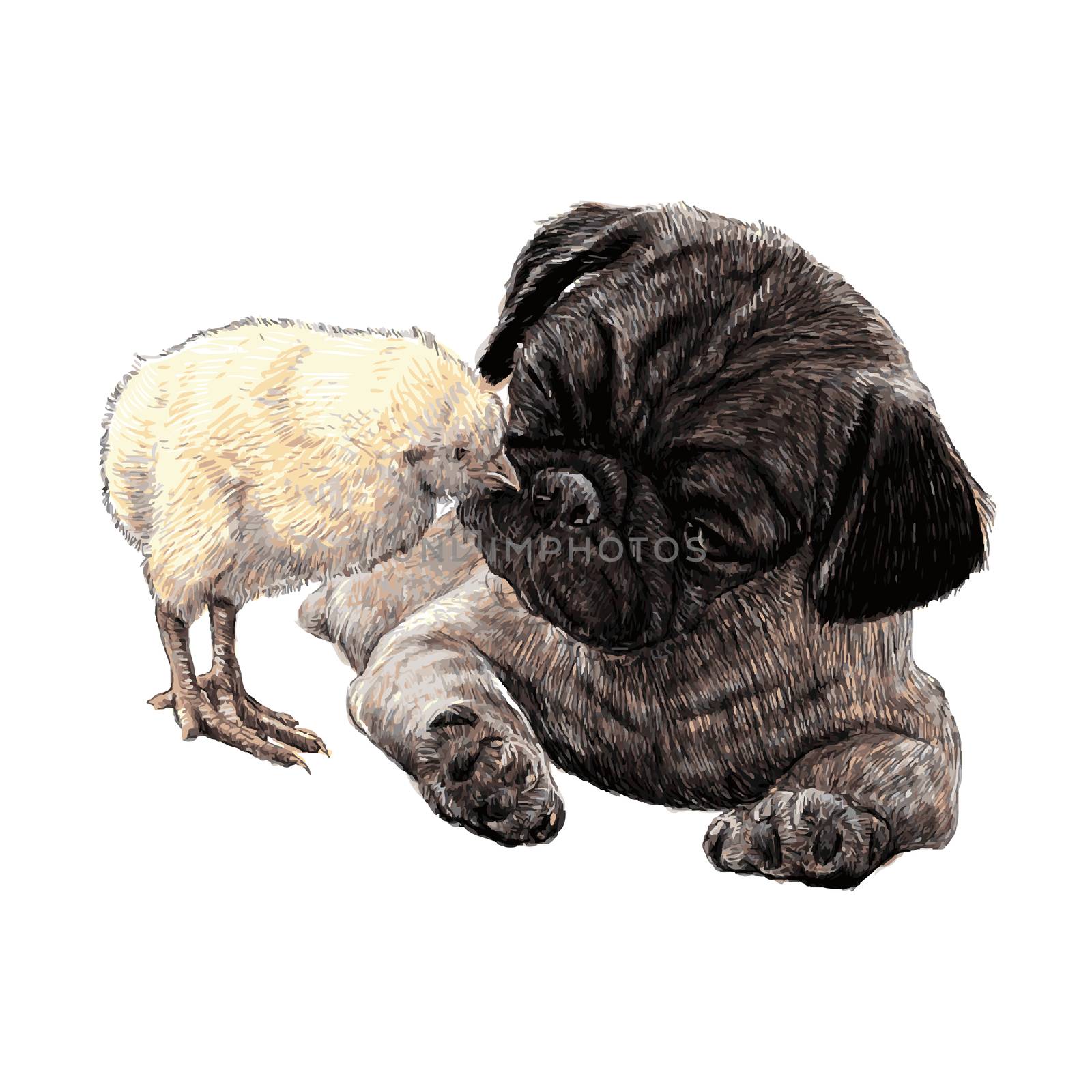 Image of Pug dog ang a chick hand drawn vector