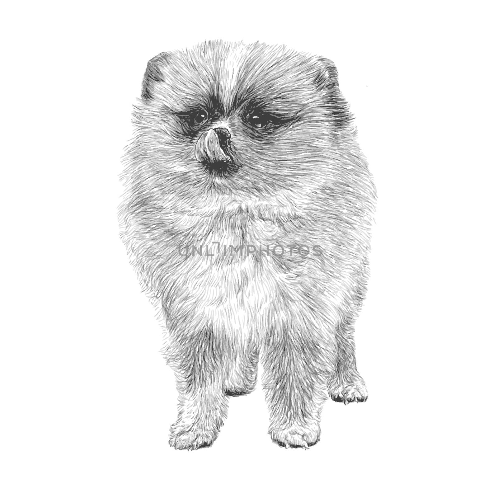 Image of Pomeranian hand drawn vector