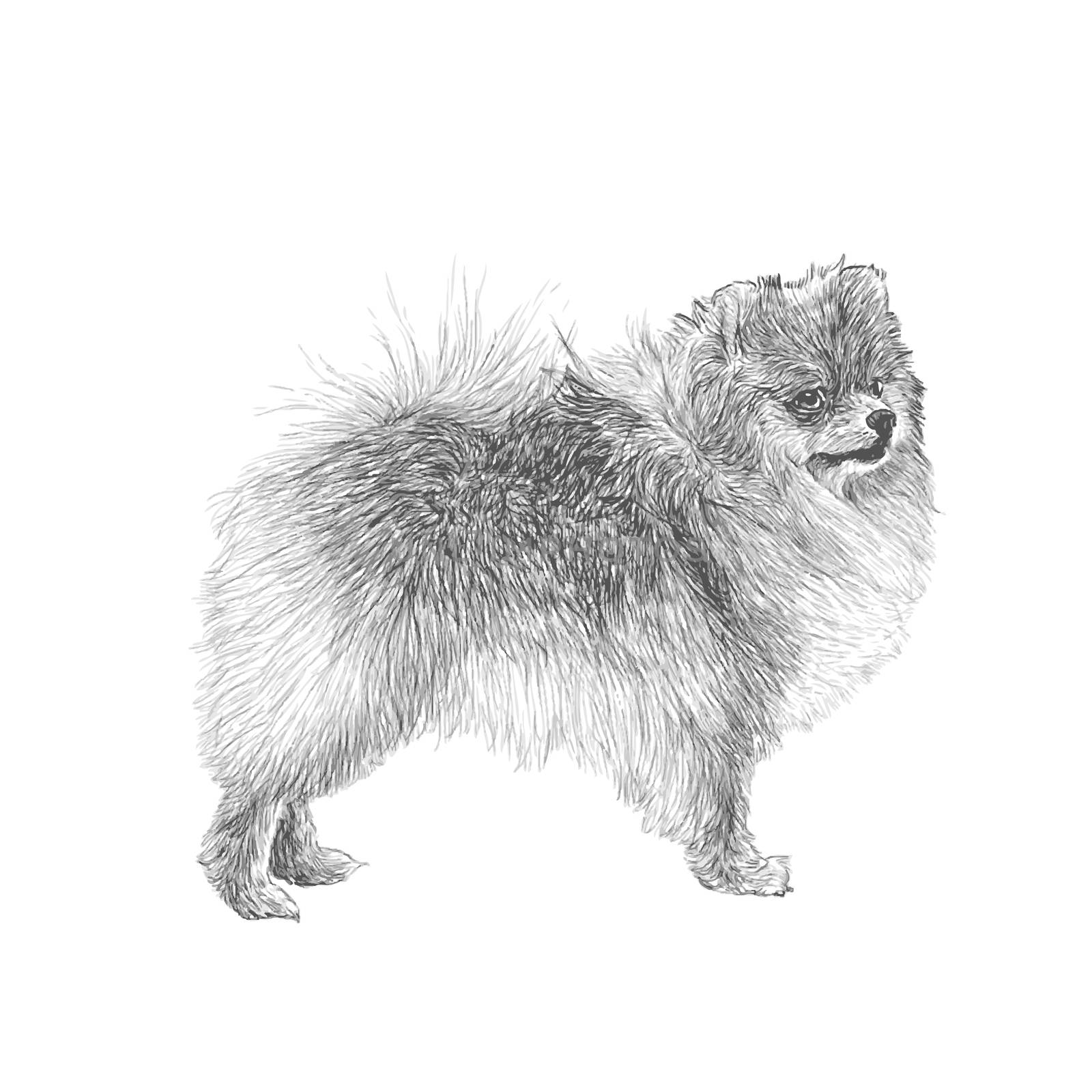 Image of Pomeranian hand drawn vector