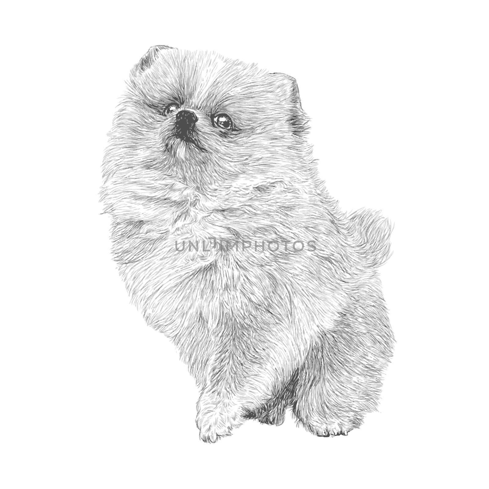 Image of Pomeranian hand drawn vector