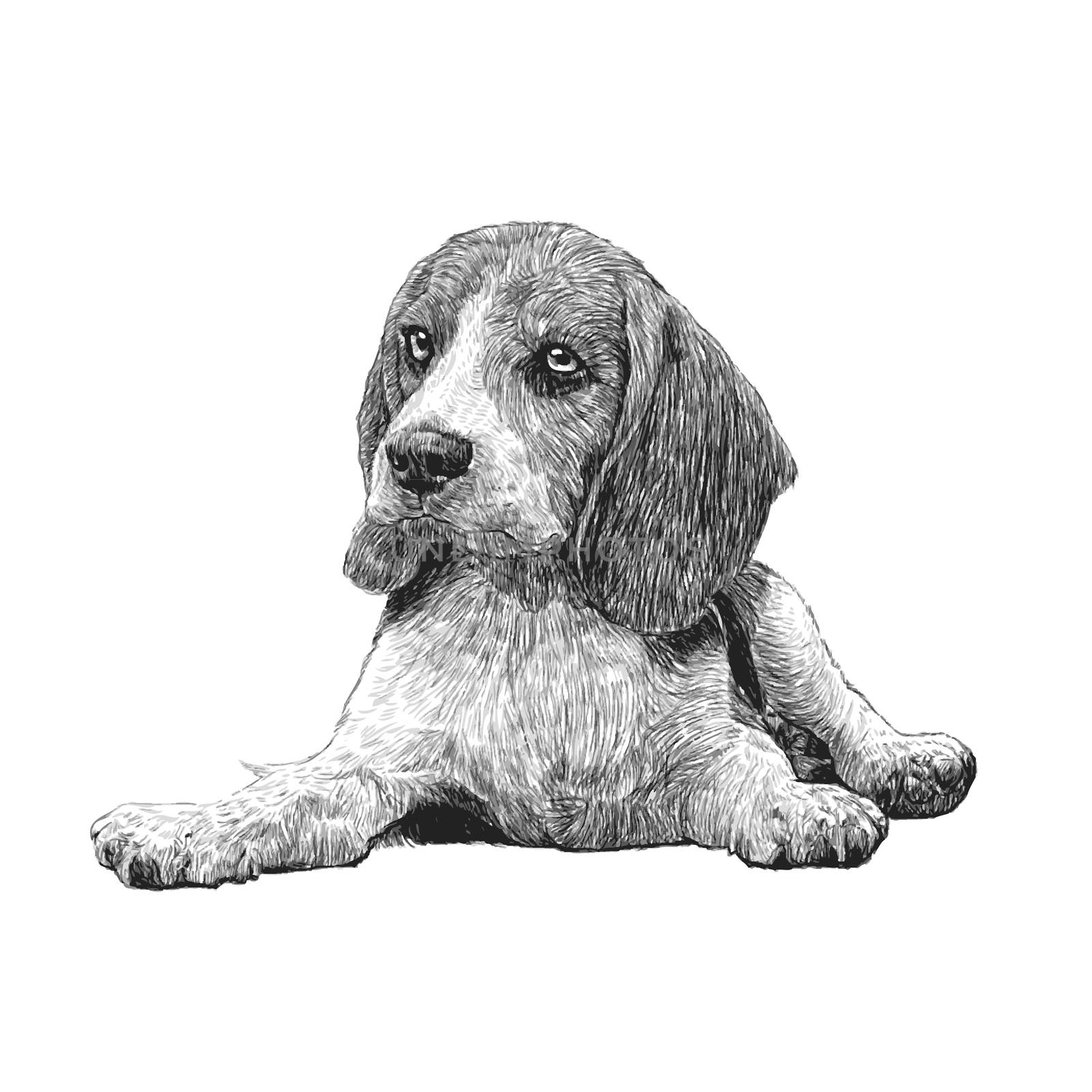 Image of beagle hand drawn vector