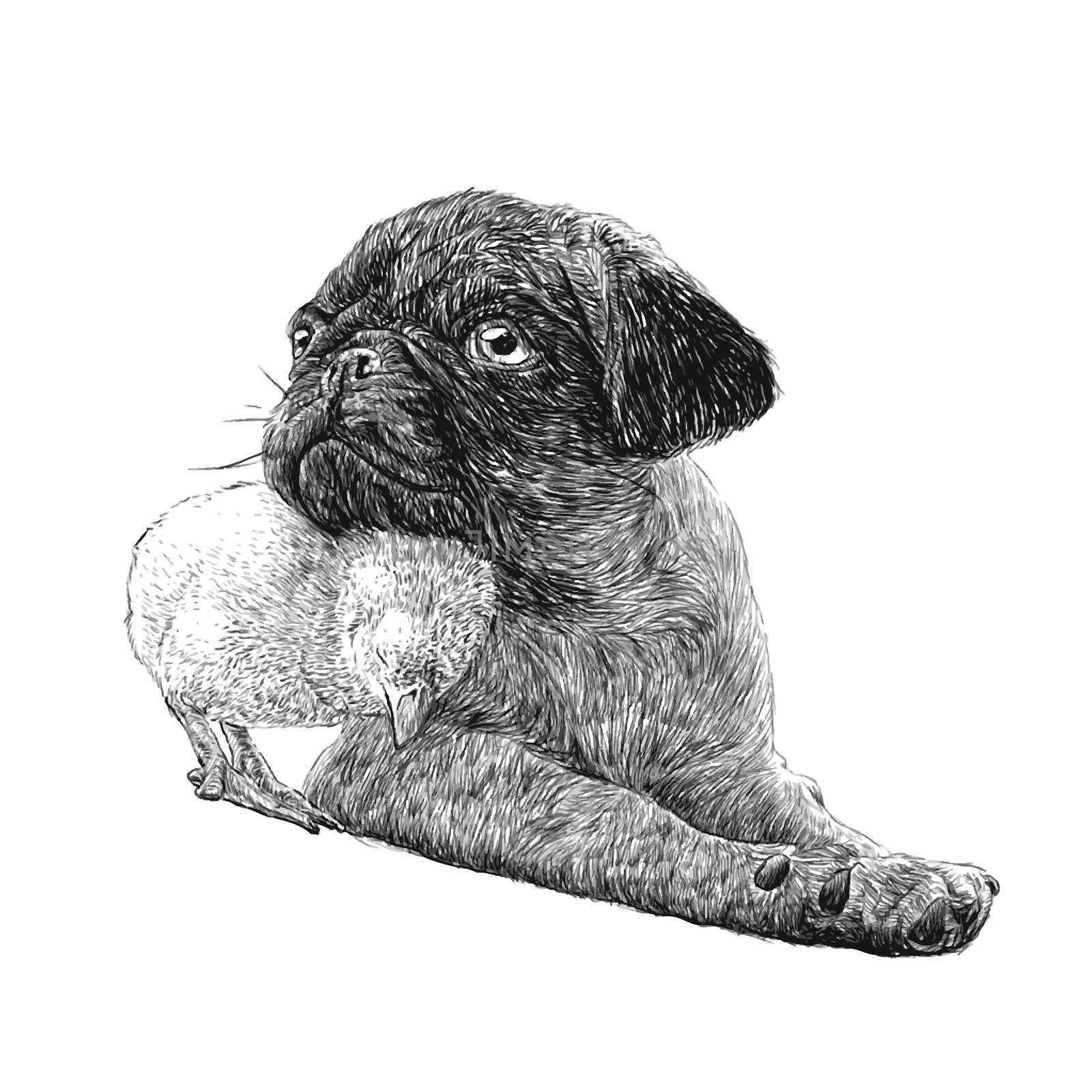Image of Pug dog ang a chick hand drawn vector