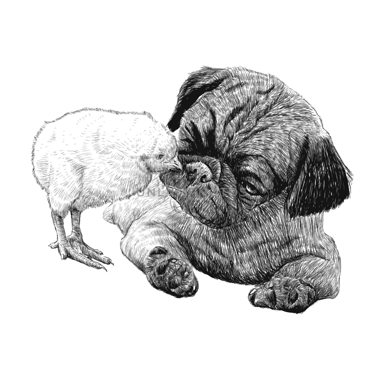 Image of Pug dog ang a chick hand drawn vector