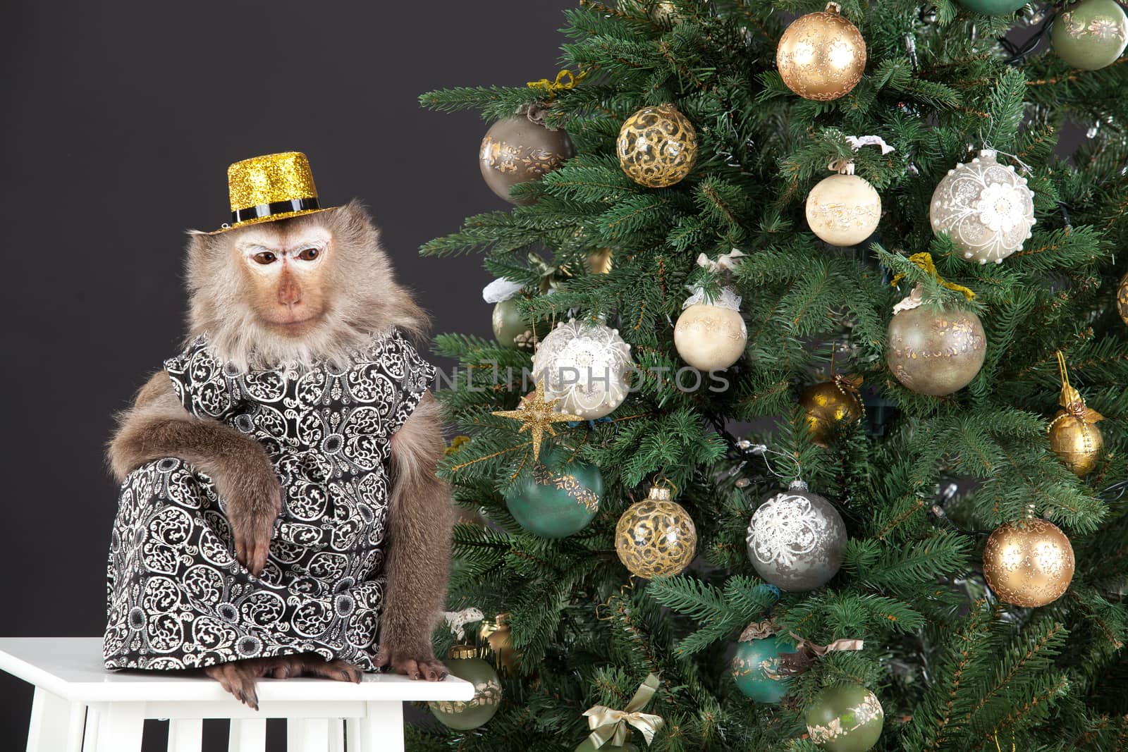 Little monkey sitting near the New Year's tree on a studio background