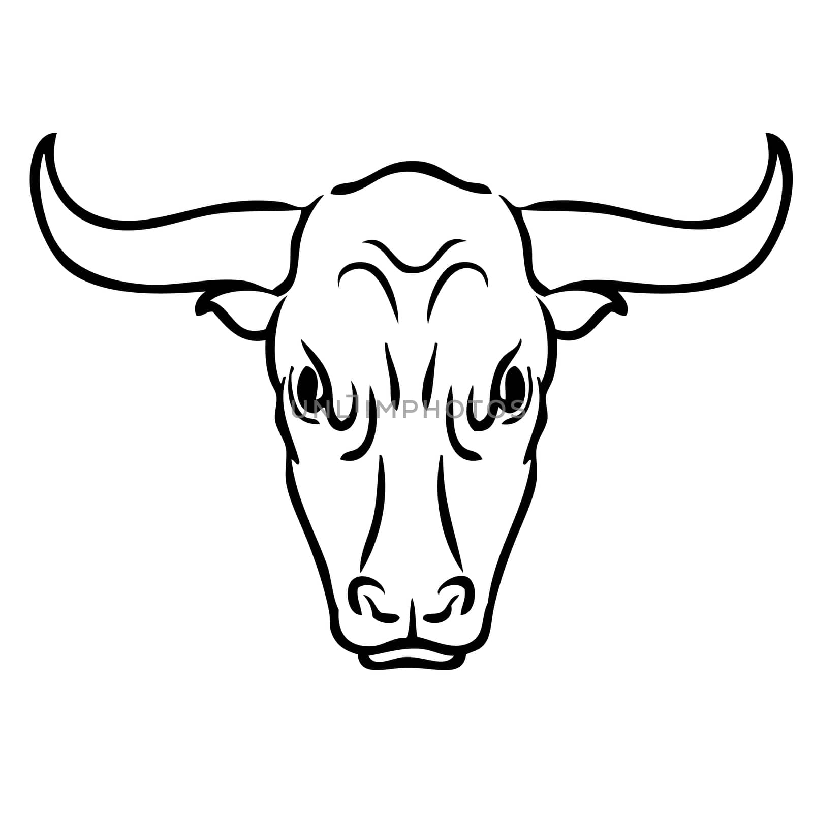 Freehand illustration of bull on white background, doodle hand drawn