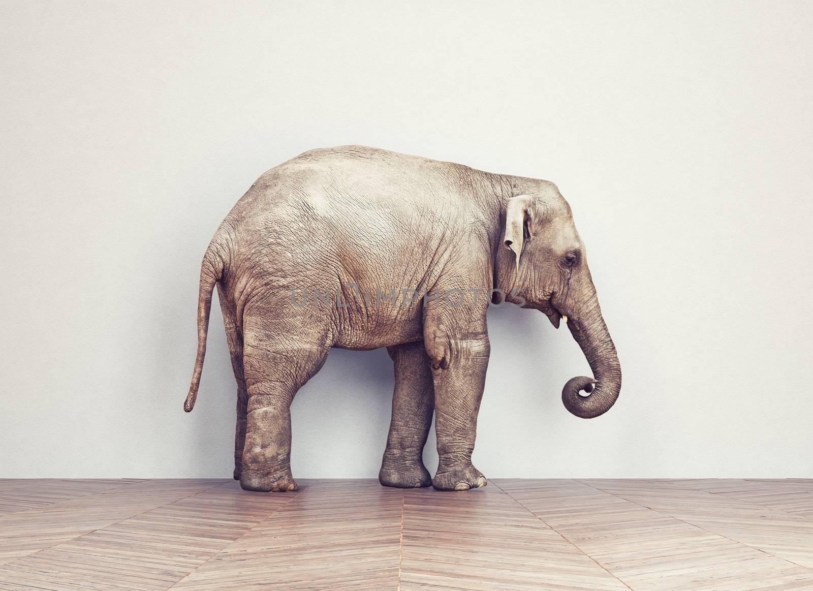 an elephant calm in the room near white wall. Creative concept