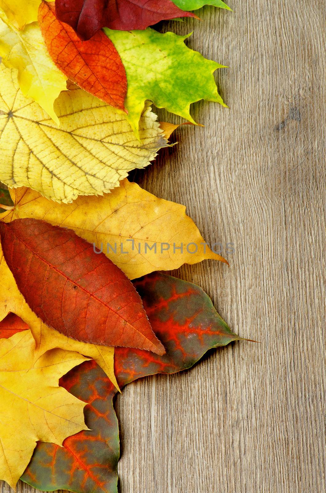 Vertical Border of Various Colorful Autumn Maple, Birch, Aspen and Alder Leafs closeup on Textured Wooden background