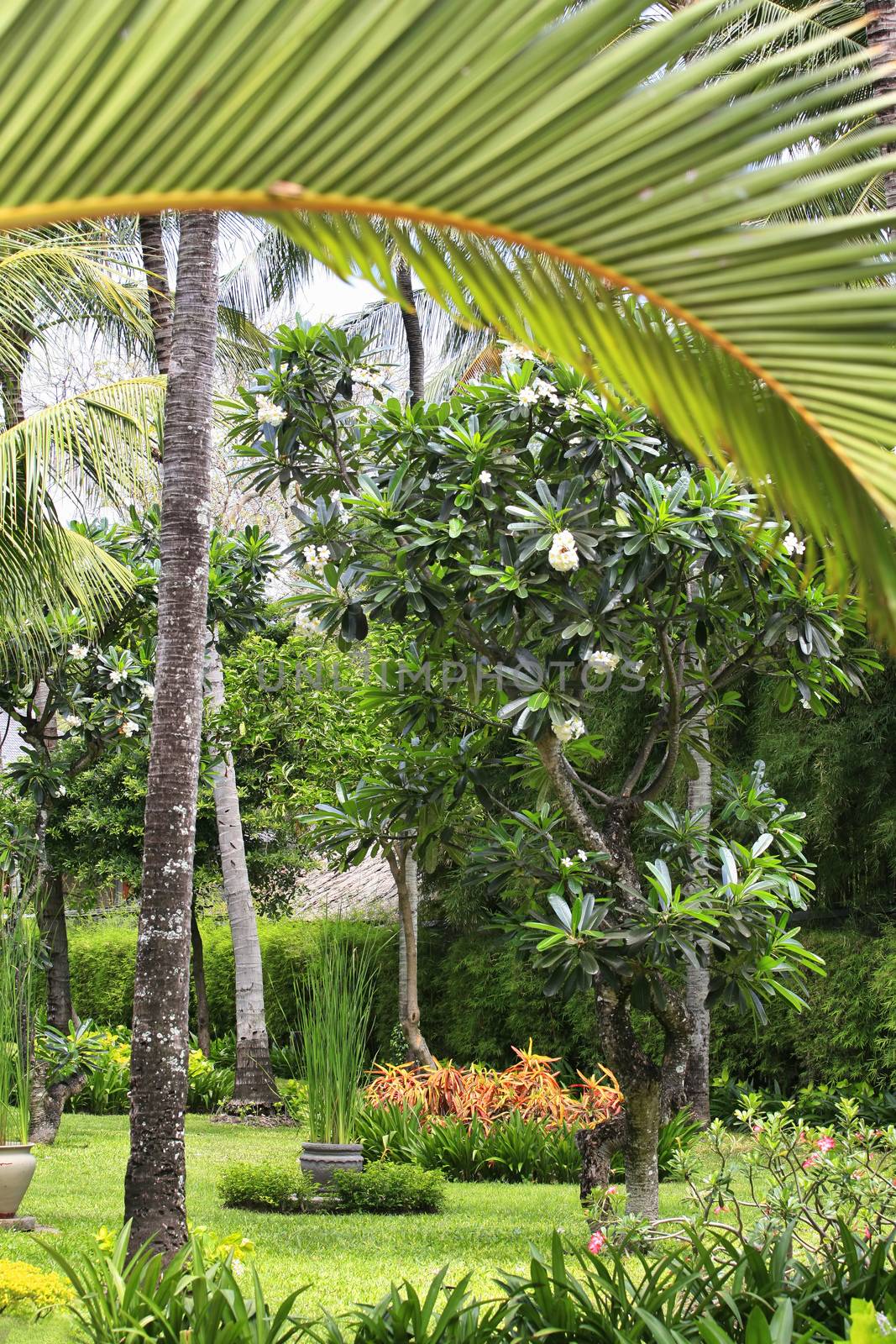 The image of the Asian village. Bali, Indonesia