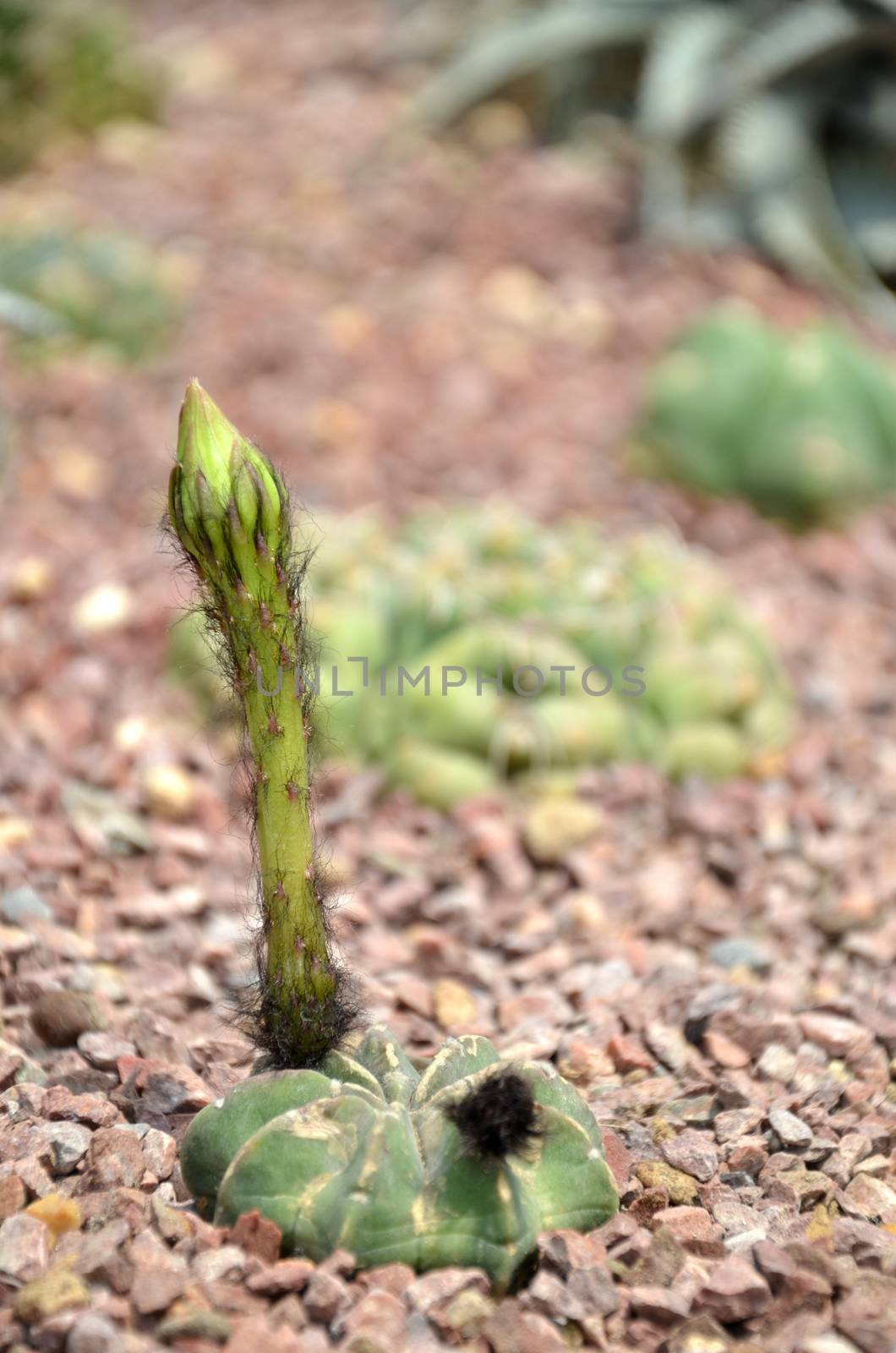 Budding Gymnocalycium cactus flower in the garden