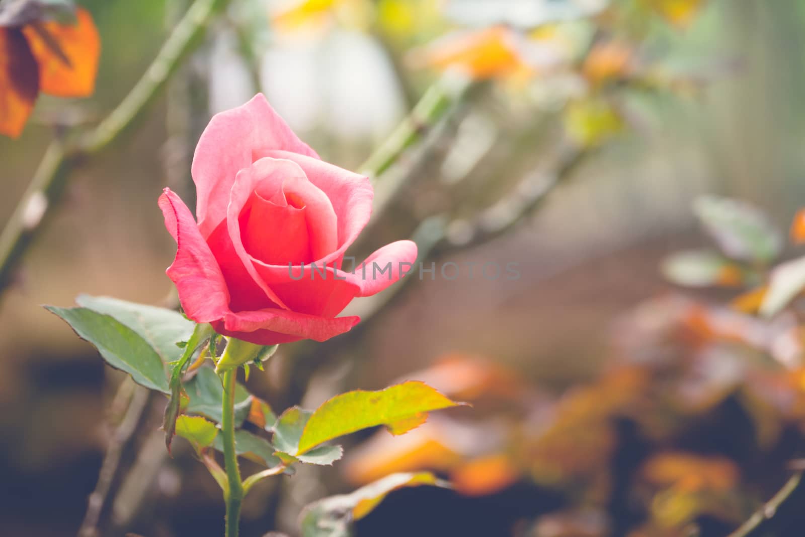 Roses in the garden filtered, Roses are beautiful with a beautiful sunny day.