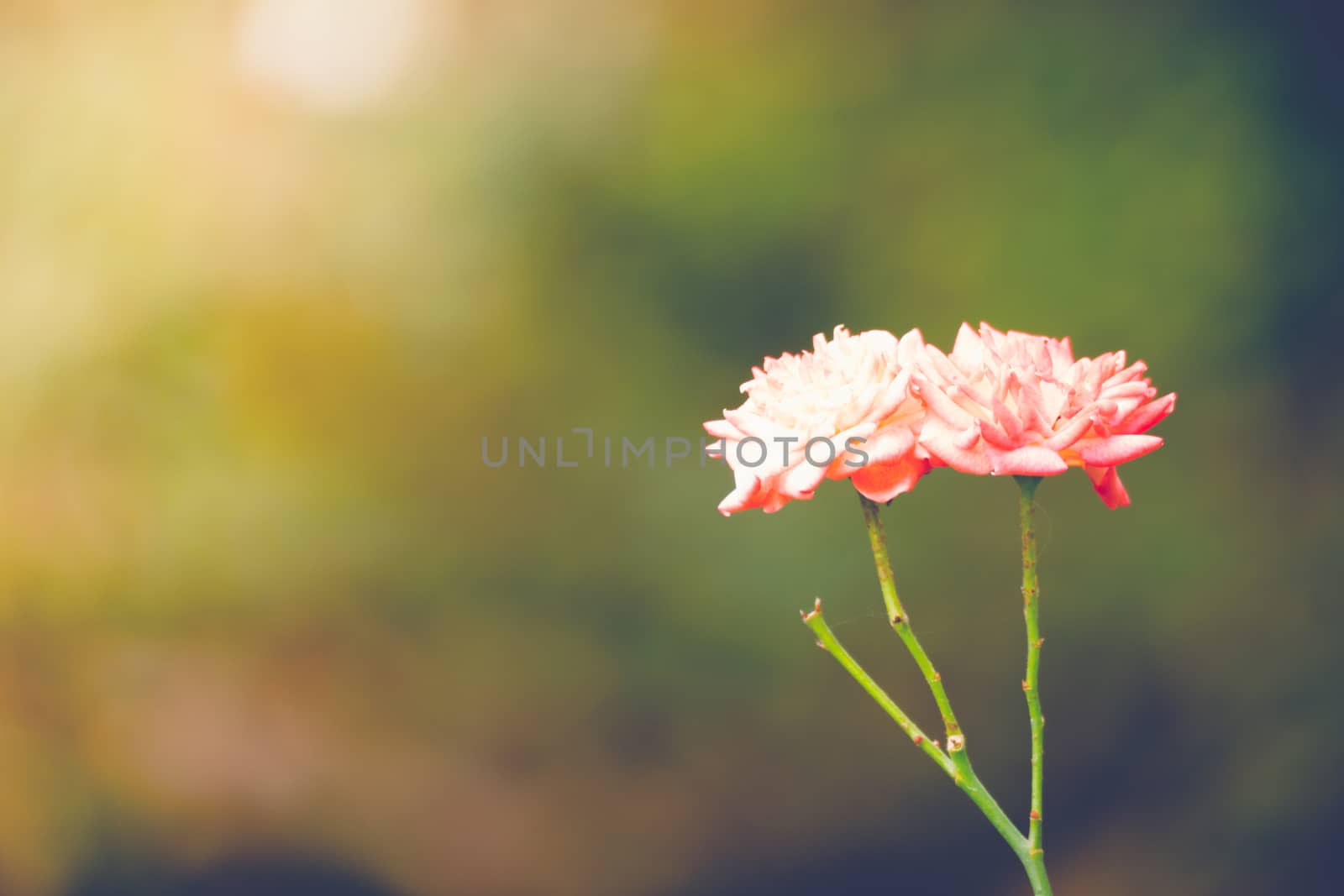 Roses in the garden filtered, Roses are beautiful with a beautiful sunny day.