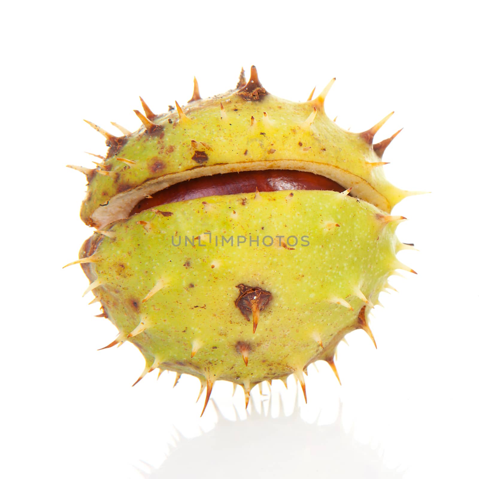 One spiky chestnut over white background