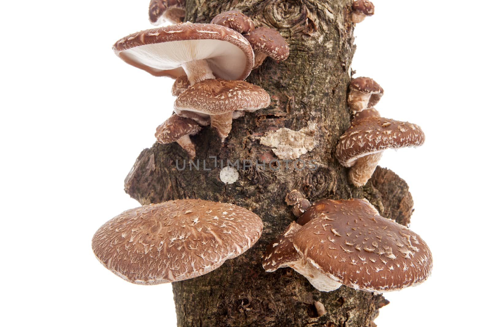 Tree trunk with Shiitake mushrooms over white background