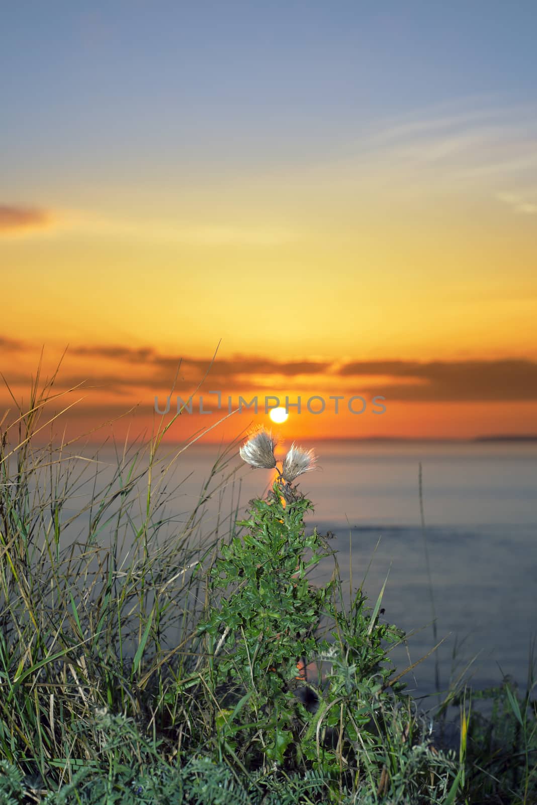 tall thistles on the wild atlantic way at sunset by morrbyte