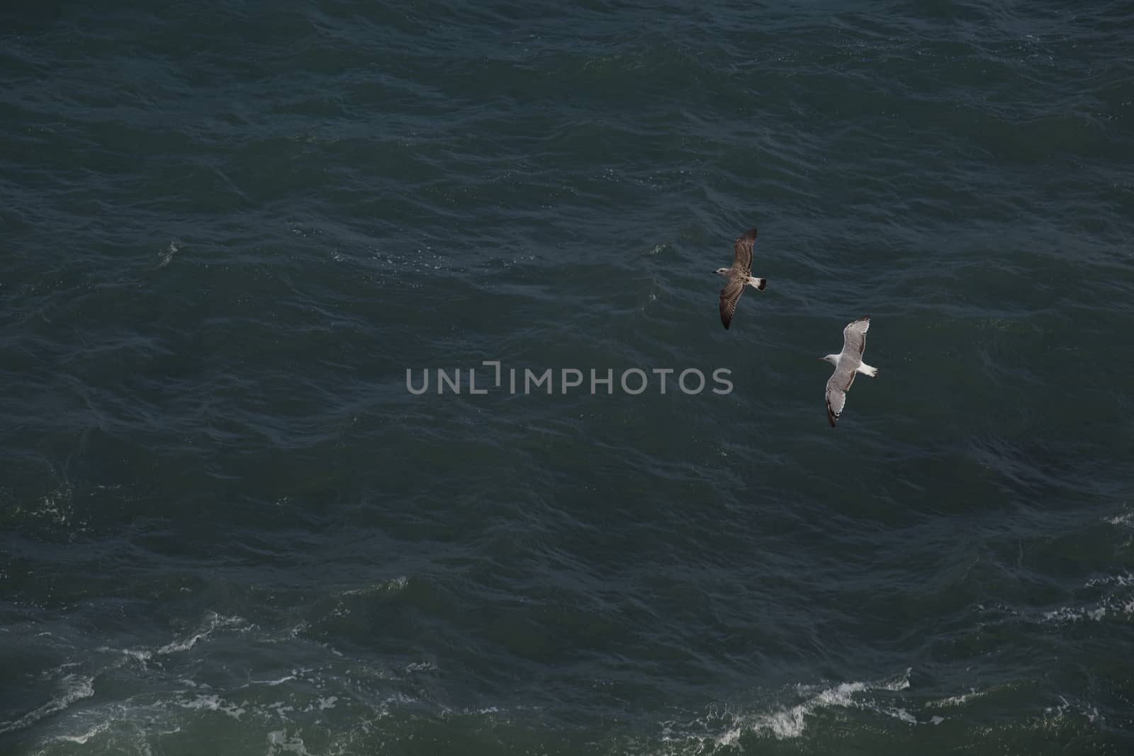 Seagulls flying over the water of the Black Sea in the Crimea in the summer.







Seagulls over the sea.