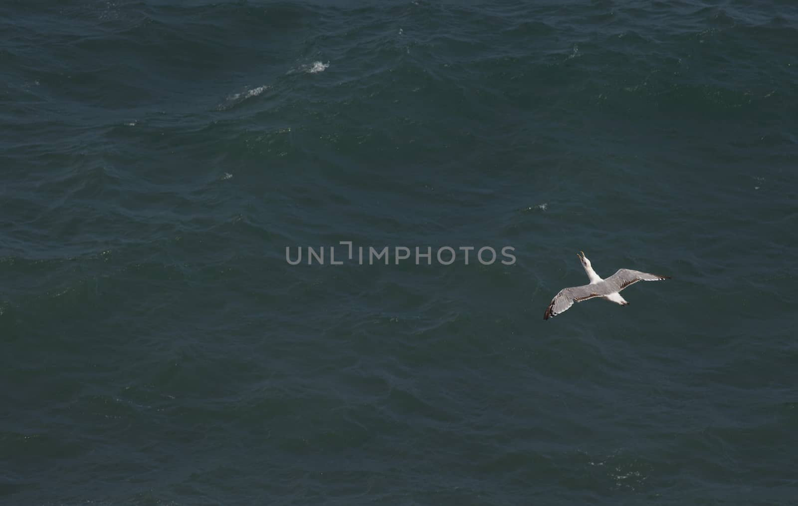 Seagulls flying over the water of the Black Sea in the Crimea in the summer.